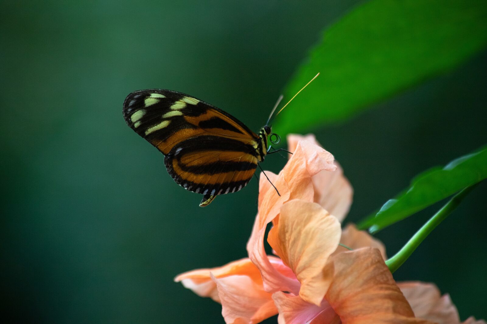 Canon EOS 6D Mark II sample photo. Butterfly, animal, animal world photography