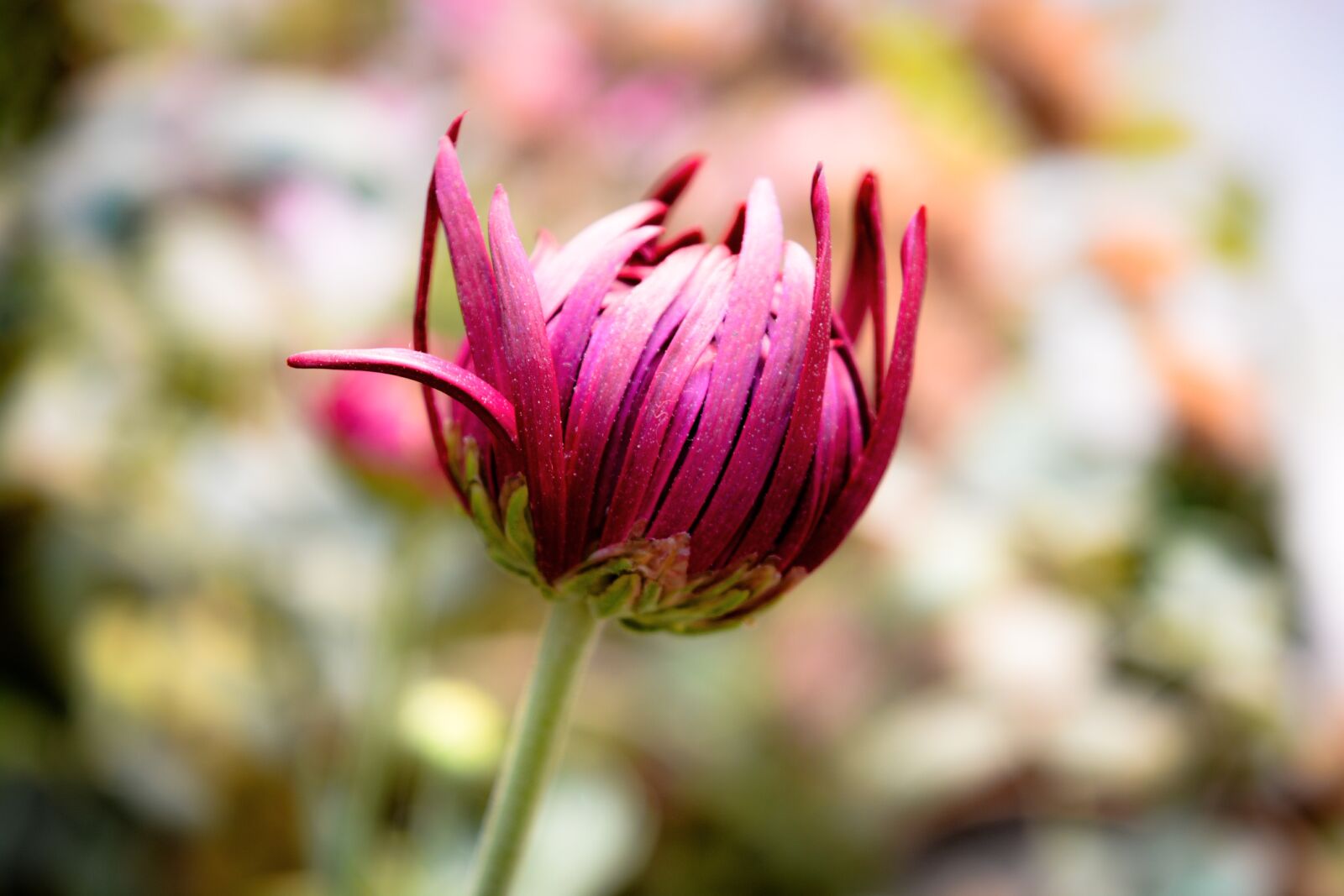 Nikon D5200 sample photo. Flower, bud, nature photography