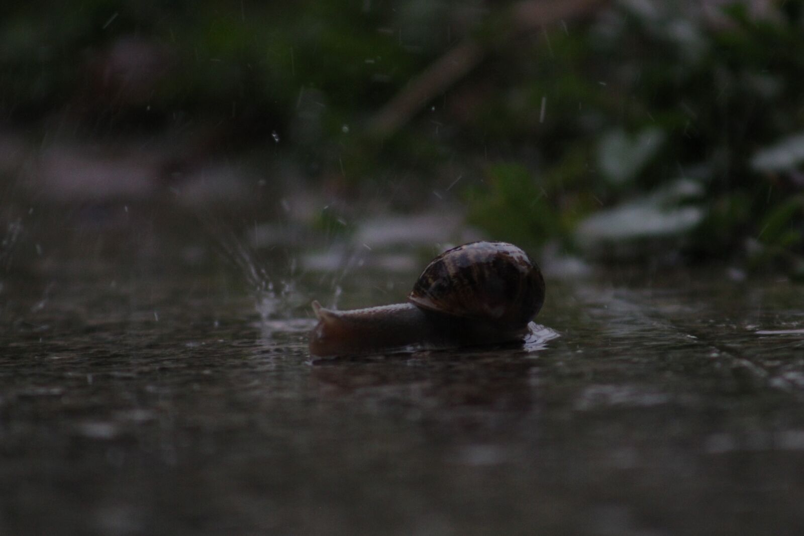 Canon EF75-300mm f/4-5.6 sample photo. Snail, rain, nature photography