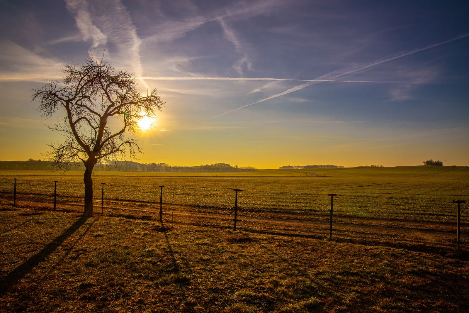 Canon RF 24-105mm F4L IS USM sample photo. Field, tree, sun photography