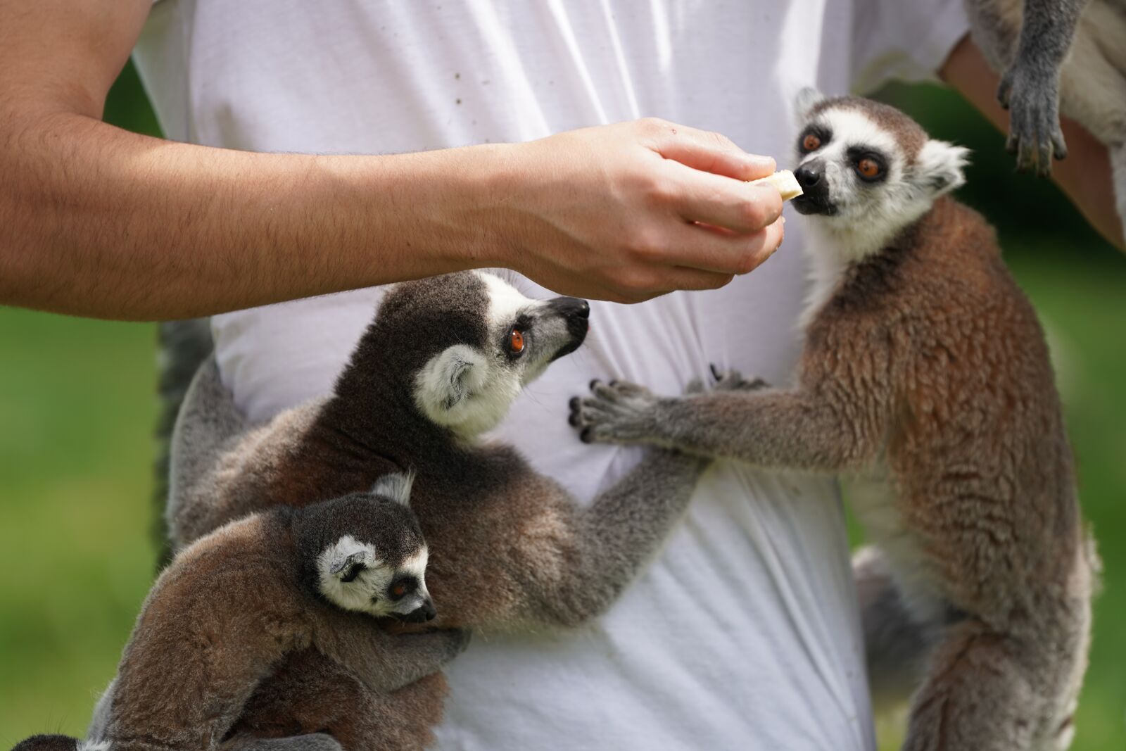 Sony FE 70-200mm F2.8 GM OSS sample photo. Lemur, feeding, eat photography