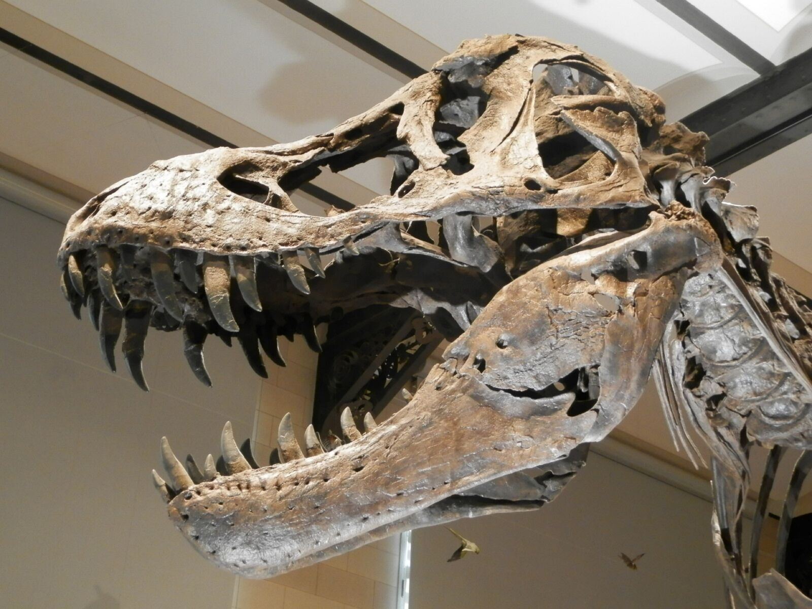 Olympus SP-620UZ sample photo. Dinosaur, skeleton, skeleton dinosaur photography