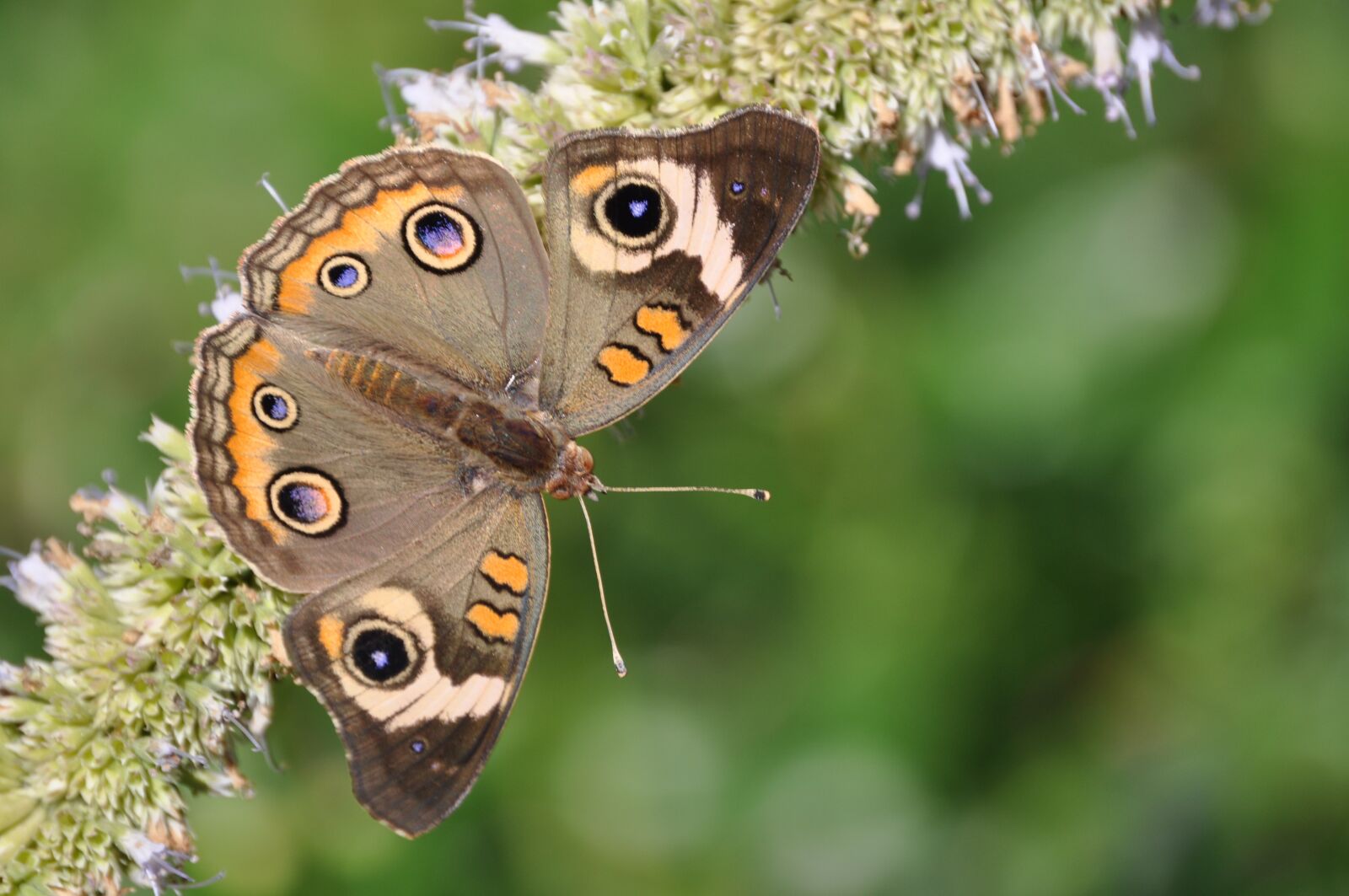 Nikon D5000 sample photo. Butterfly, butterfly bush, summer photography