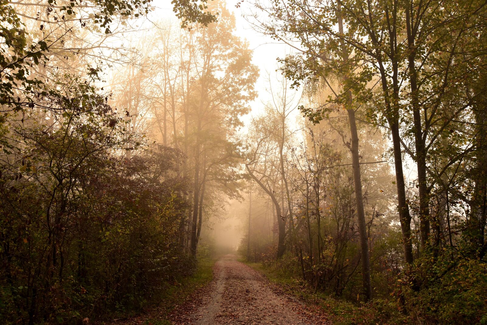 Nikon D750 sample photo. Forest, haze, landscape photography