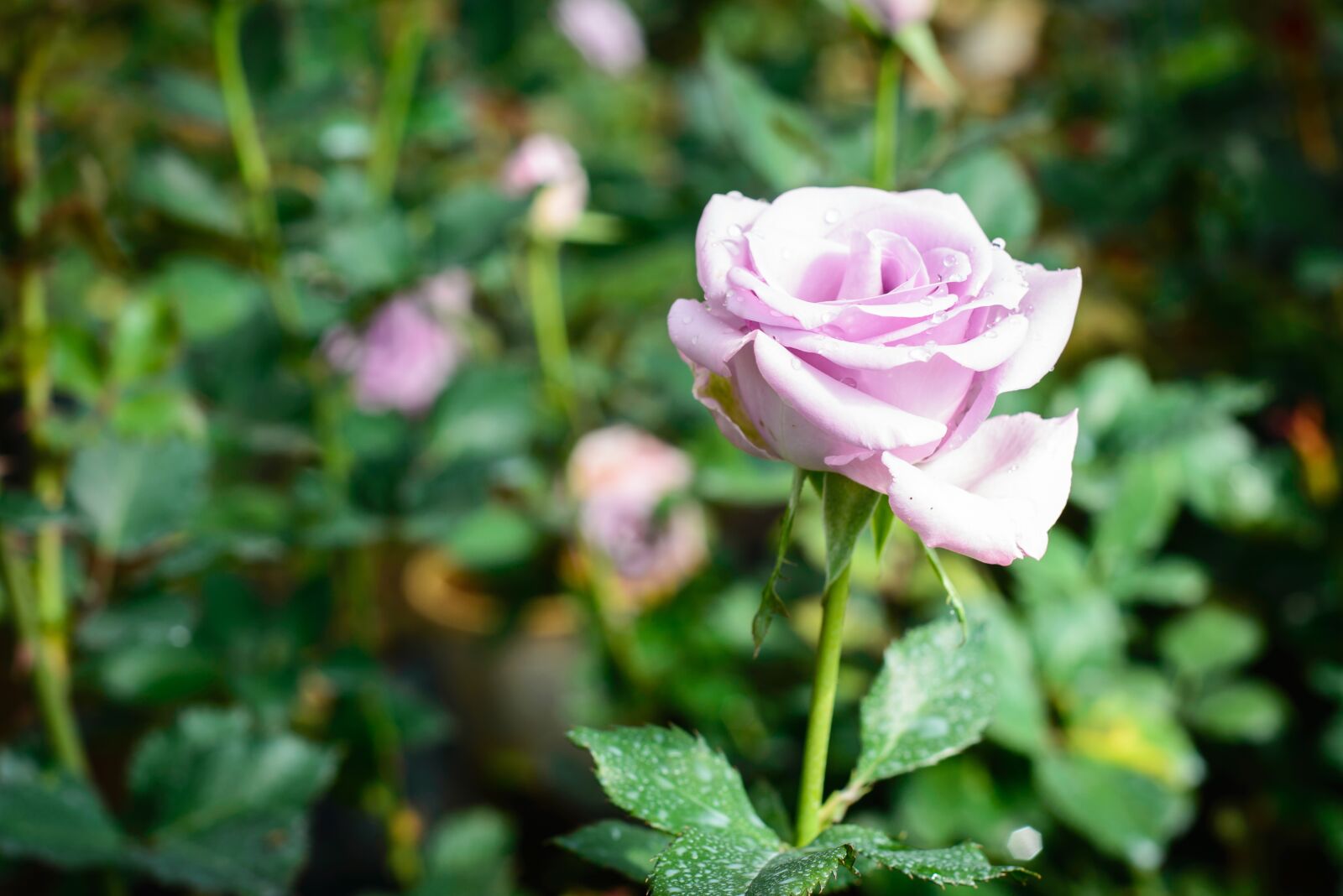 Nikon D600 sample photo. Flower, gardens, pink flower photography