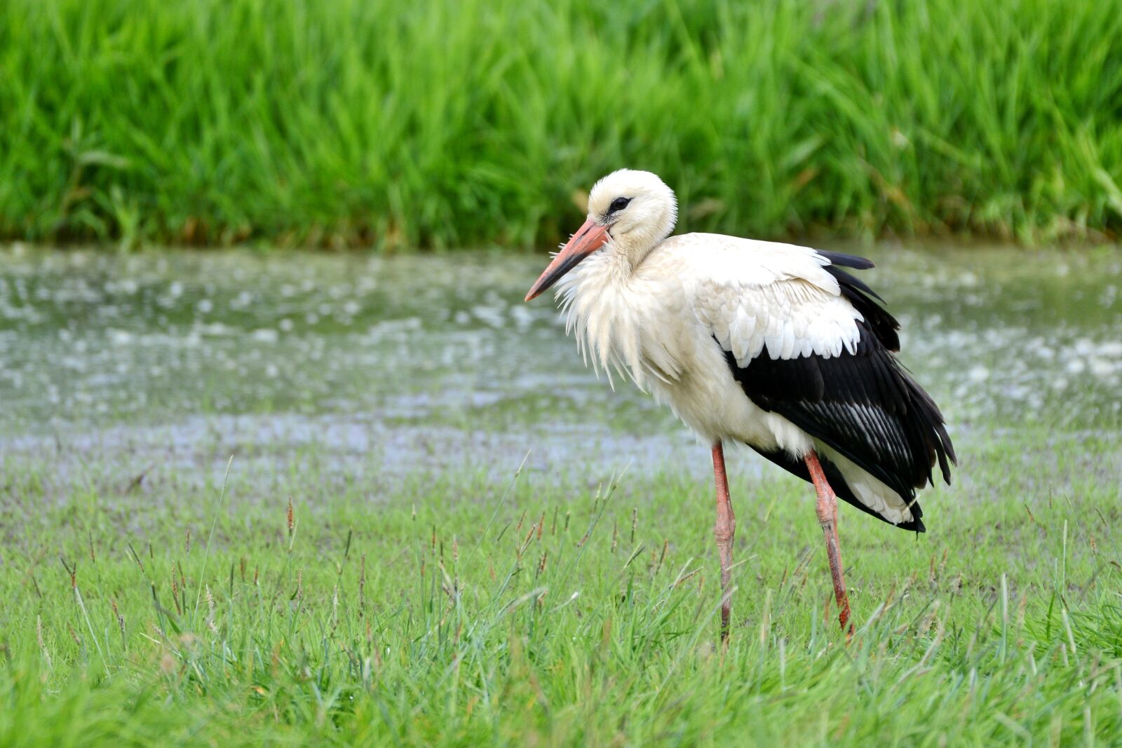 Nikon D600 sample photo. Stork, bird, beak photography
