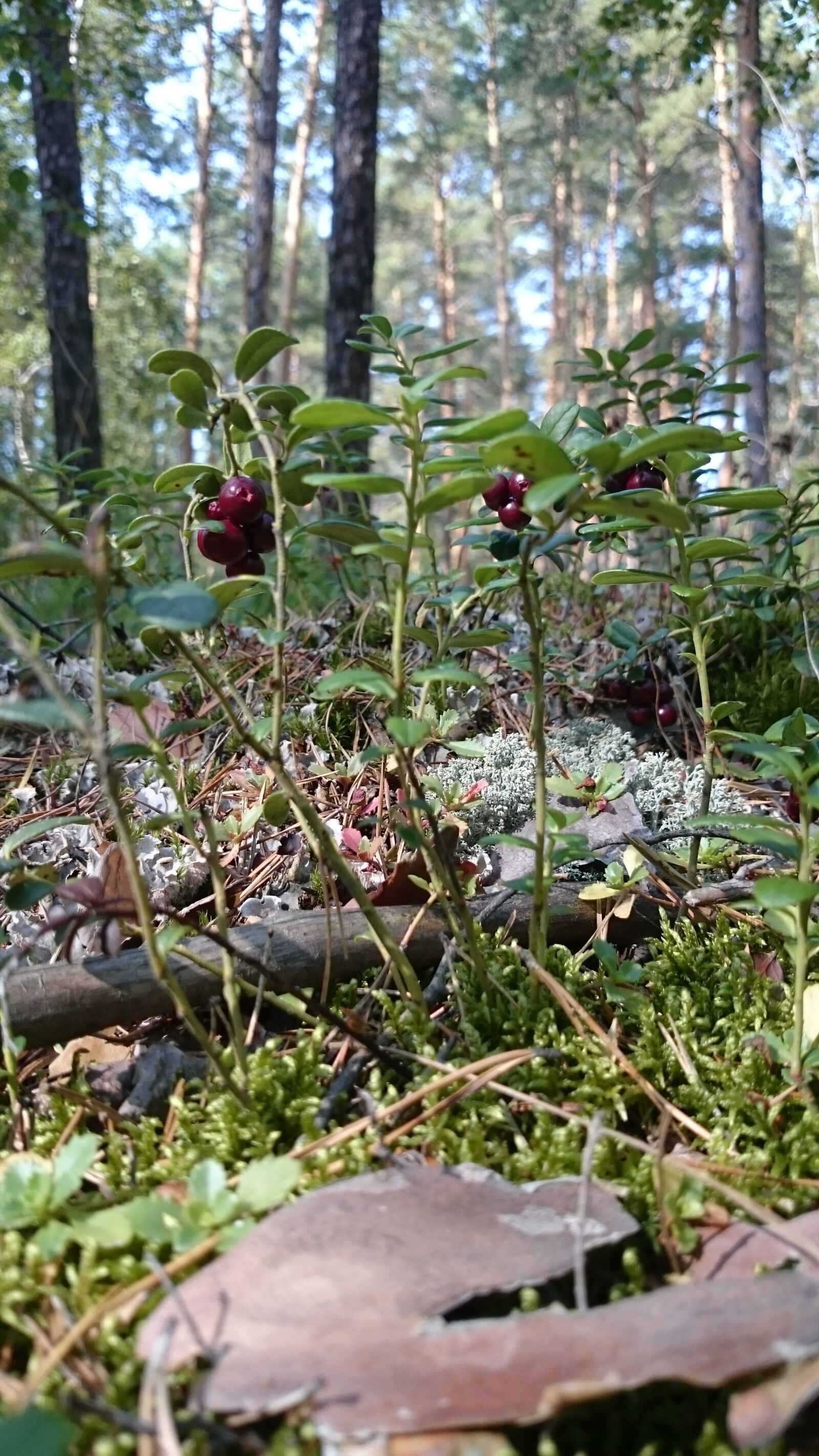 Sony Xperia Z1 sample photo. Cranberries, nature, forest photography