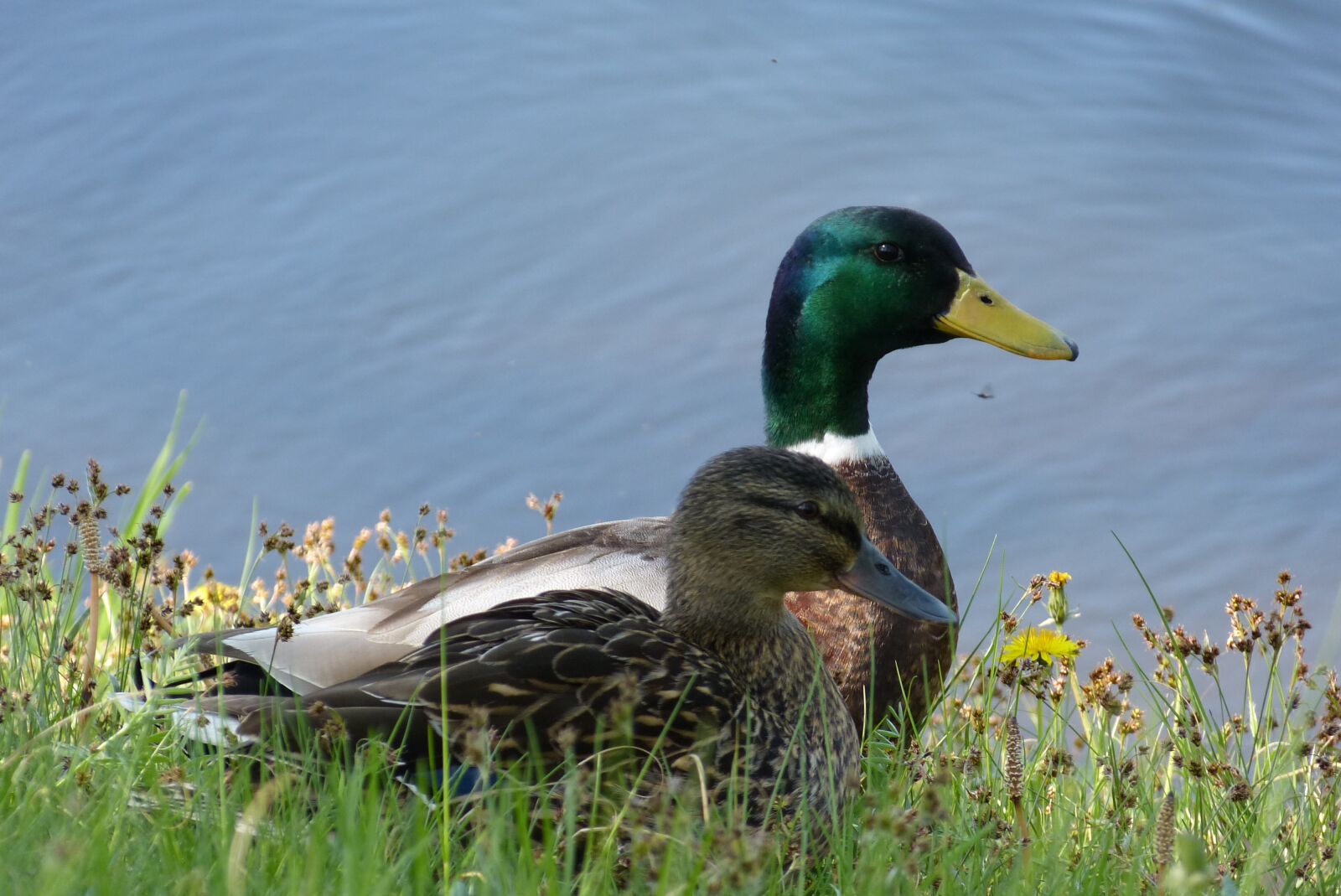 Panasonic Lumix DMC-FZ150 sample photo. Ducks, drake, mallard photography