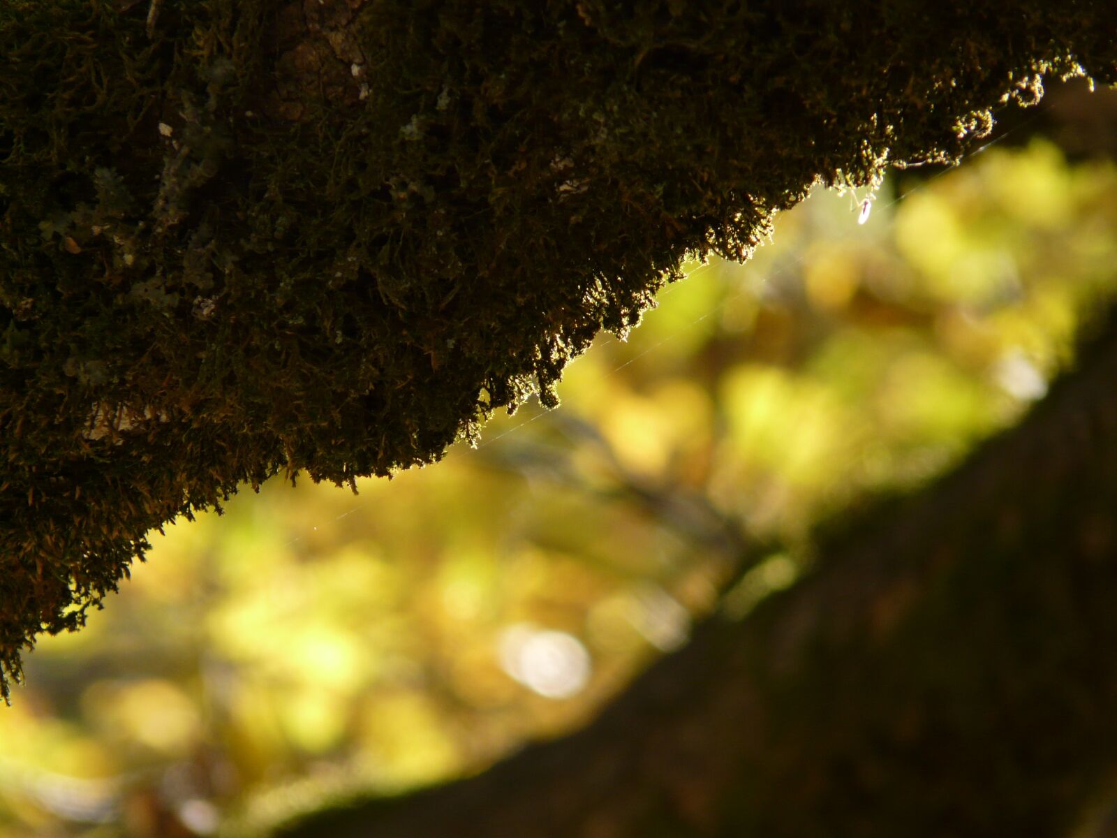 Panasonic DMC-FZ18 sample photo. Branch, bemoost, moss photography