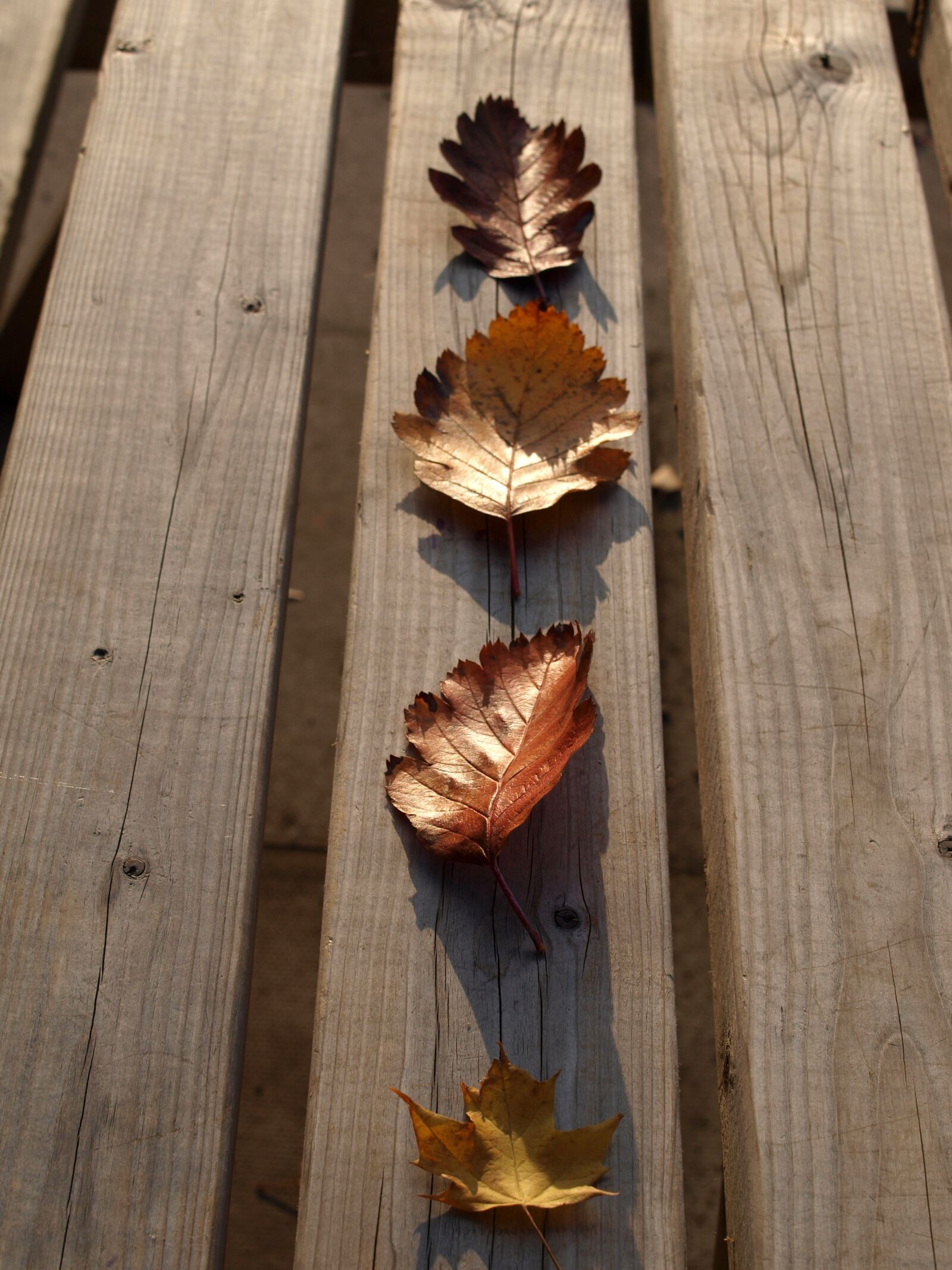 Olympus E-520 (EVOLT E-520) sample photo. Leaf, autumn, nature photography
