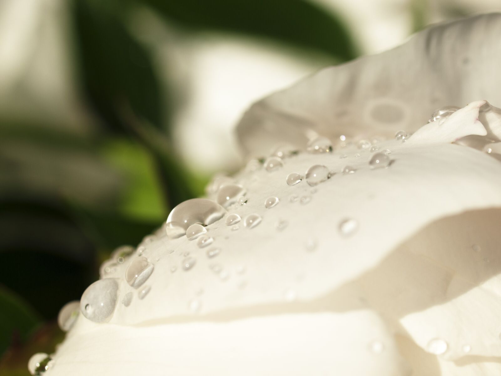 OLYMPUS 35mm Lens sample photo. Drops, white, the petals photography