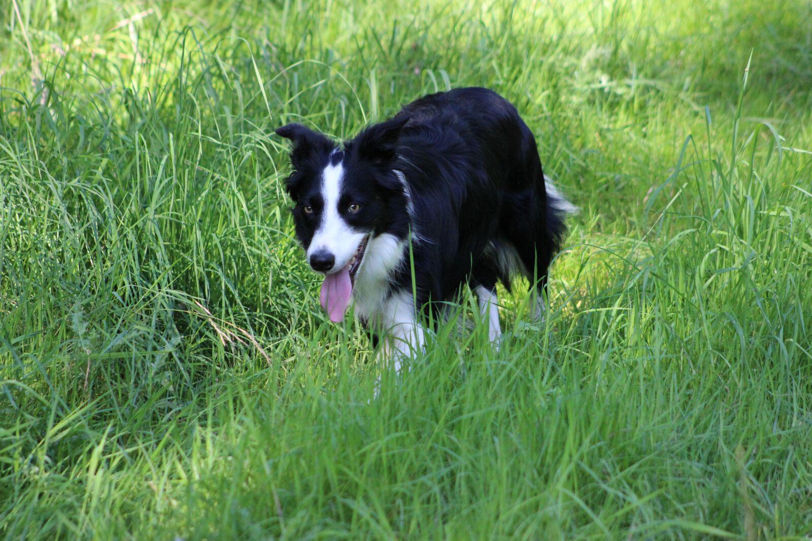 Canon EF75-300mm f/4-5.6 sample photo. Border collie, collie, field photography
