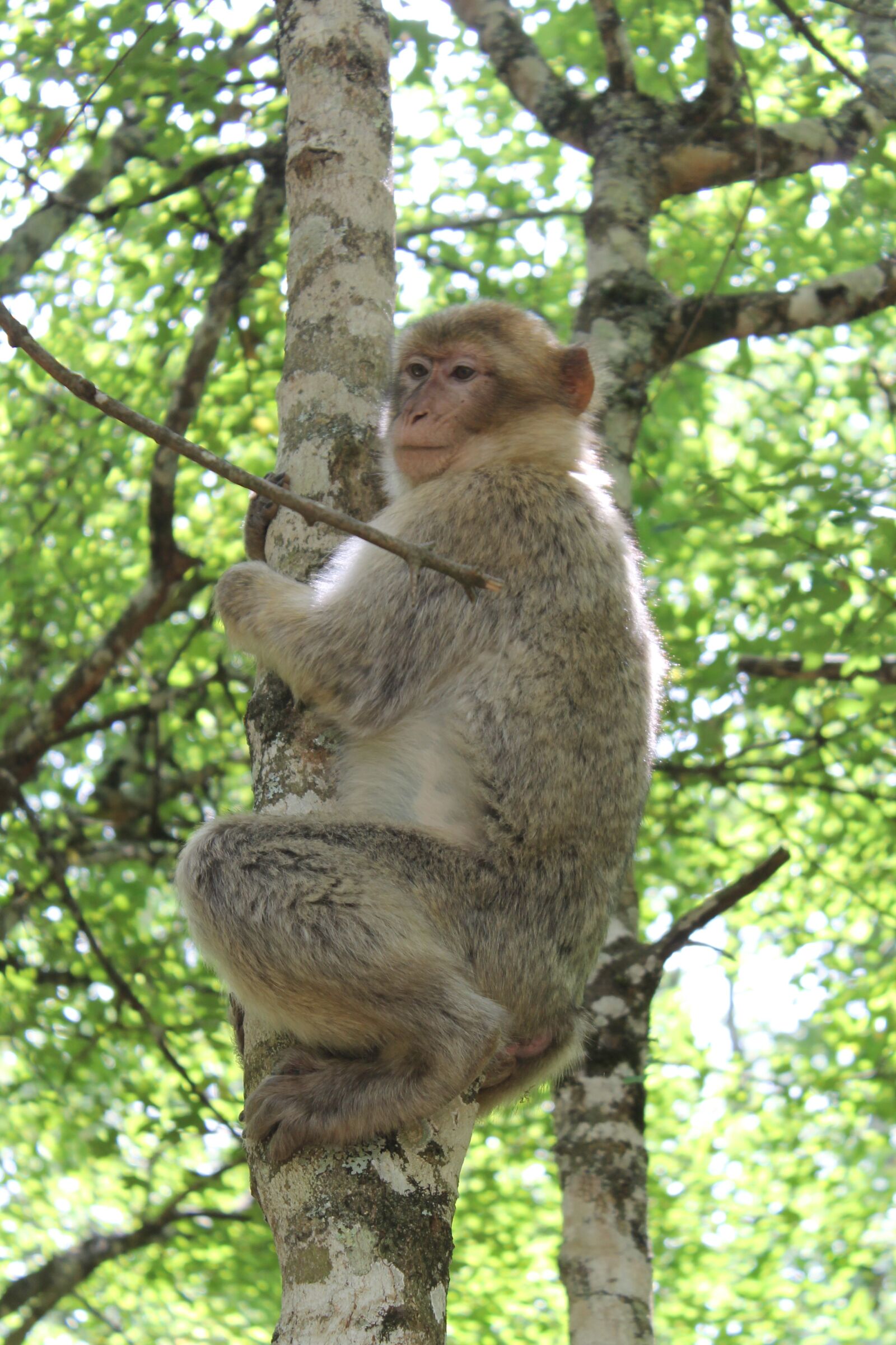 Canon EOS 1100D (EOS Rebel T3 / EOS Kiss X50) sample photo. Monkey, animal park, zoo photography