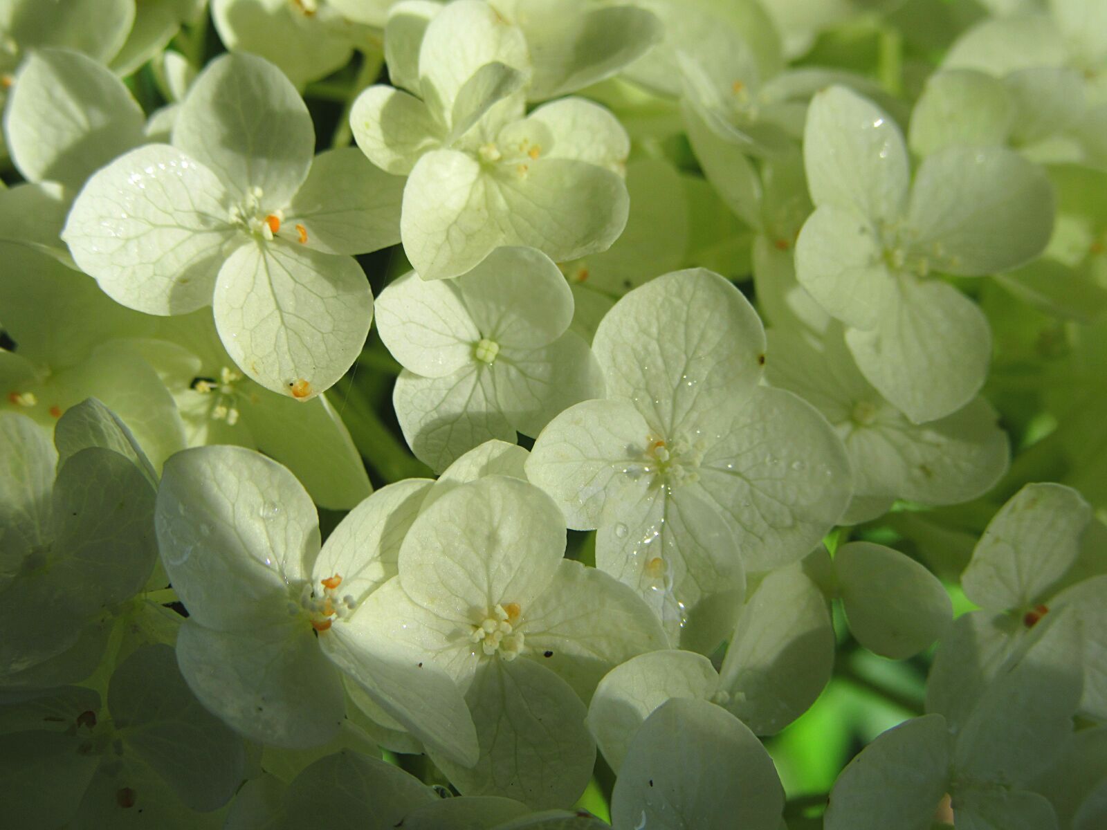 Canon PowerShot SX610 HS sample photo. Hydrangea, white flower, flowers photography