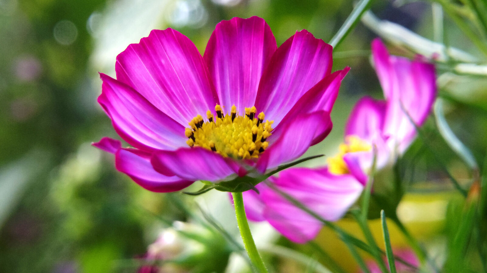 Pentax Q10 sample photo. Bloom, blooming, blossom, blur photography