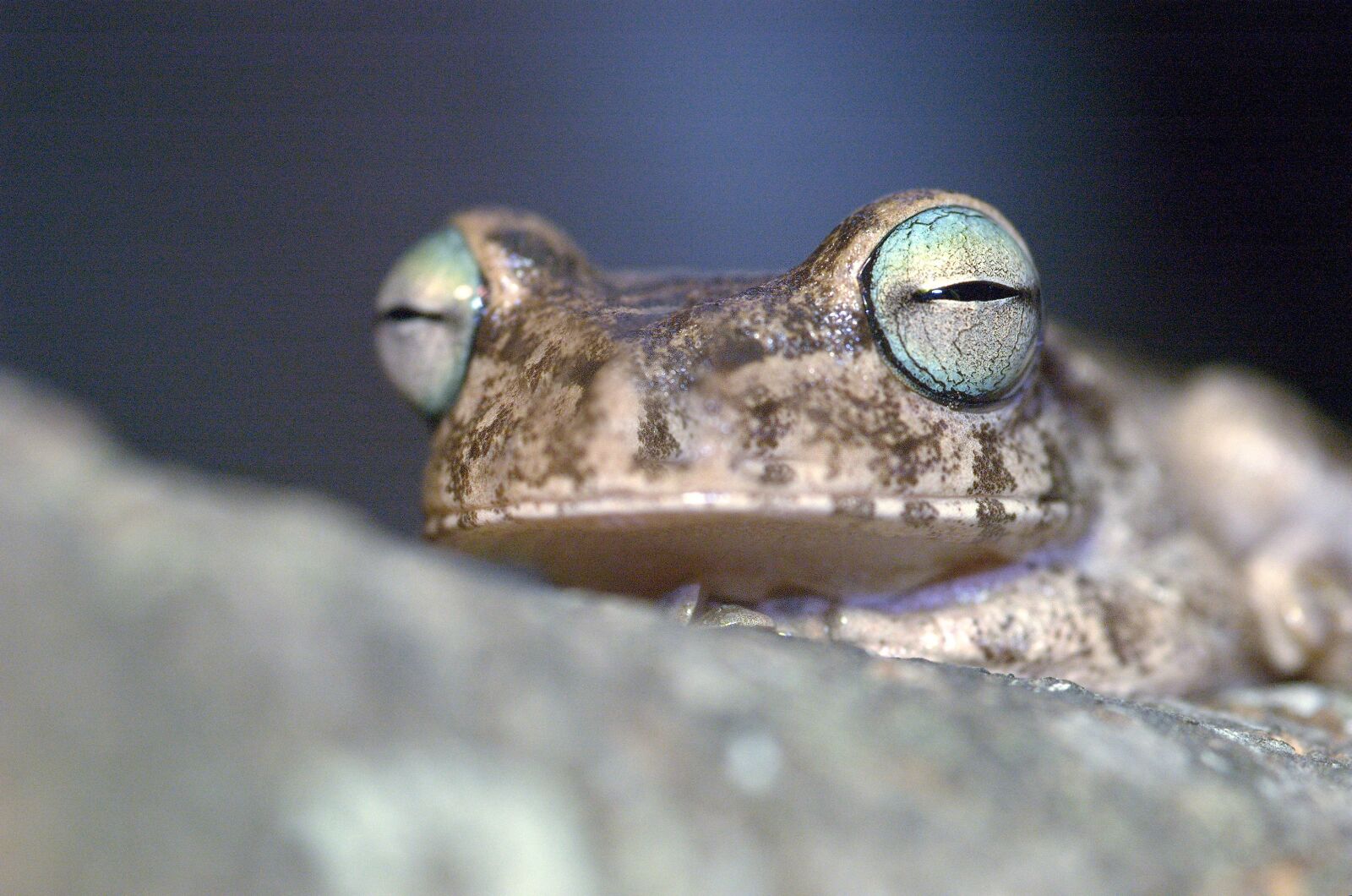 Nikon D70s sample photo. Frog, south america, llanos photography