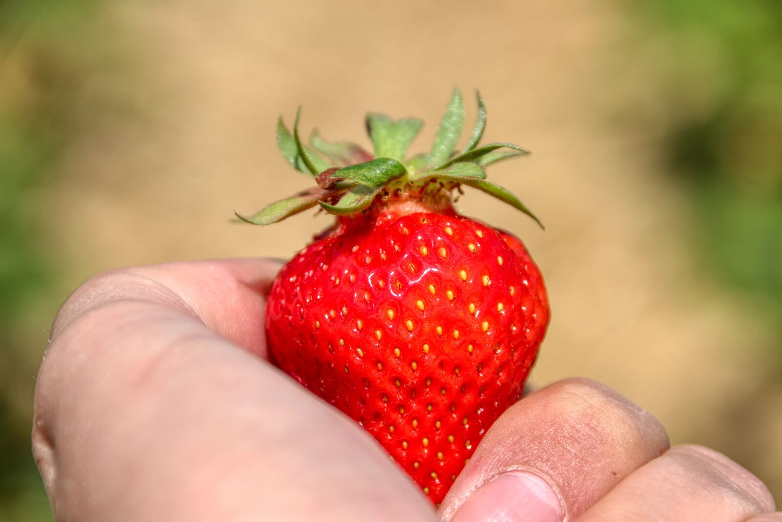 Canon EOS 80D sample photo. Strawberries, hand, red photography