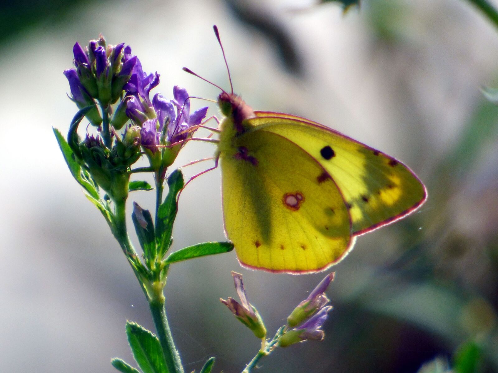 Panasonic DMC-FZ72 sample photo. Butterfly, yellow, insects photography