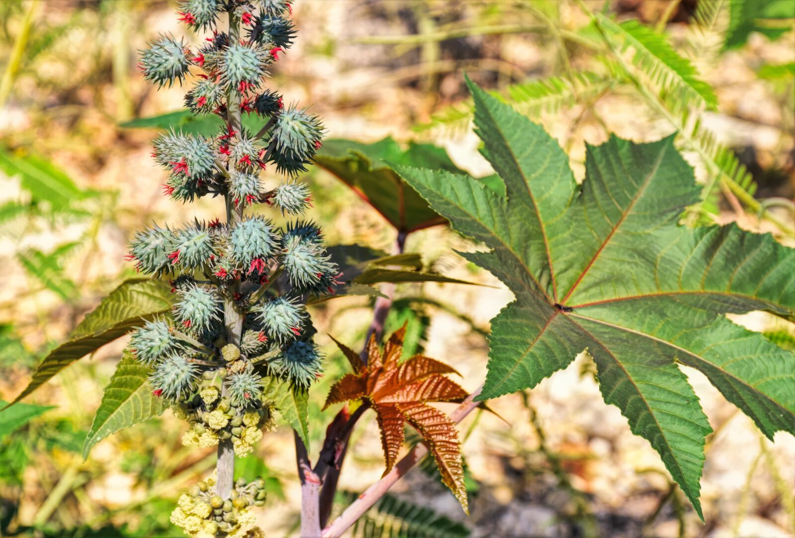 Nikon D5500 sample photo. Castor oil plant, castor photography