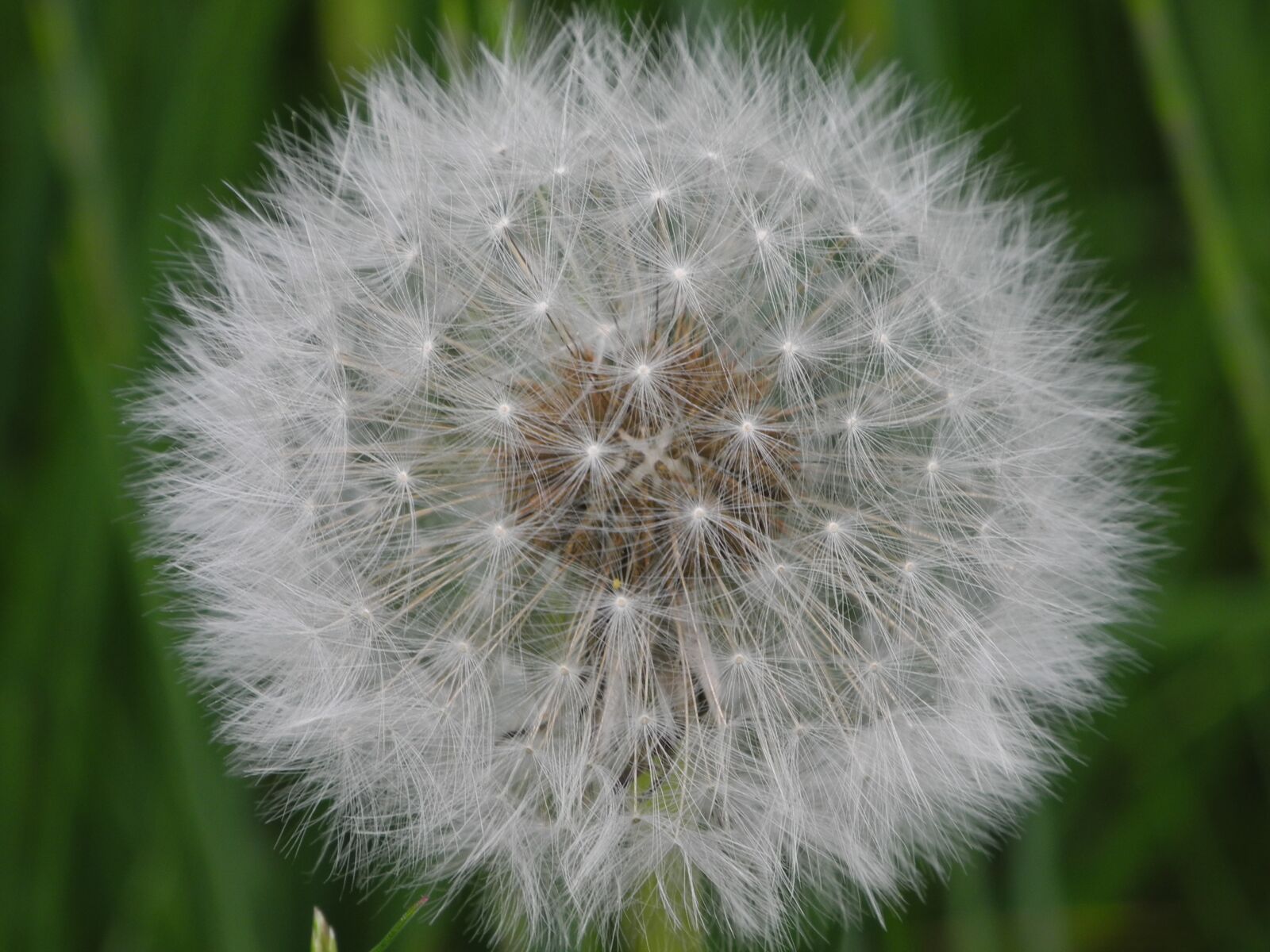 Nikon Coolpix P7000 sample photo. Dandelion, white, slightly photography