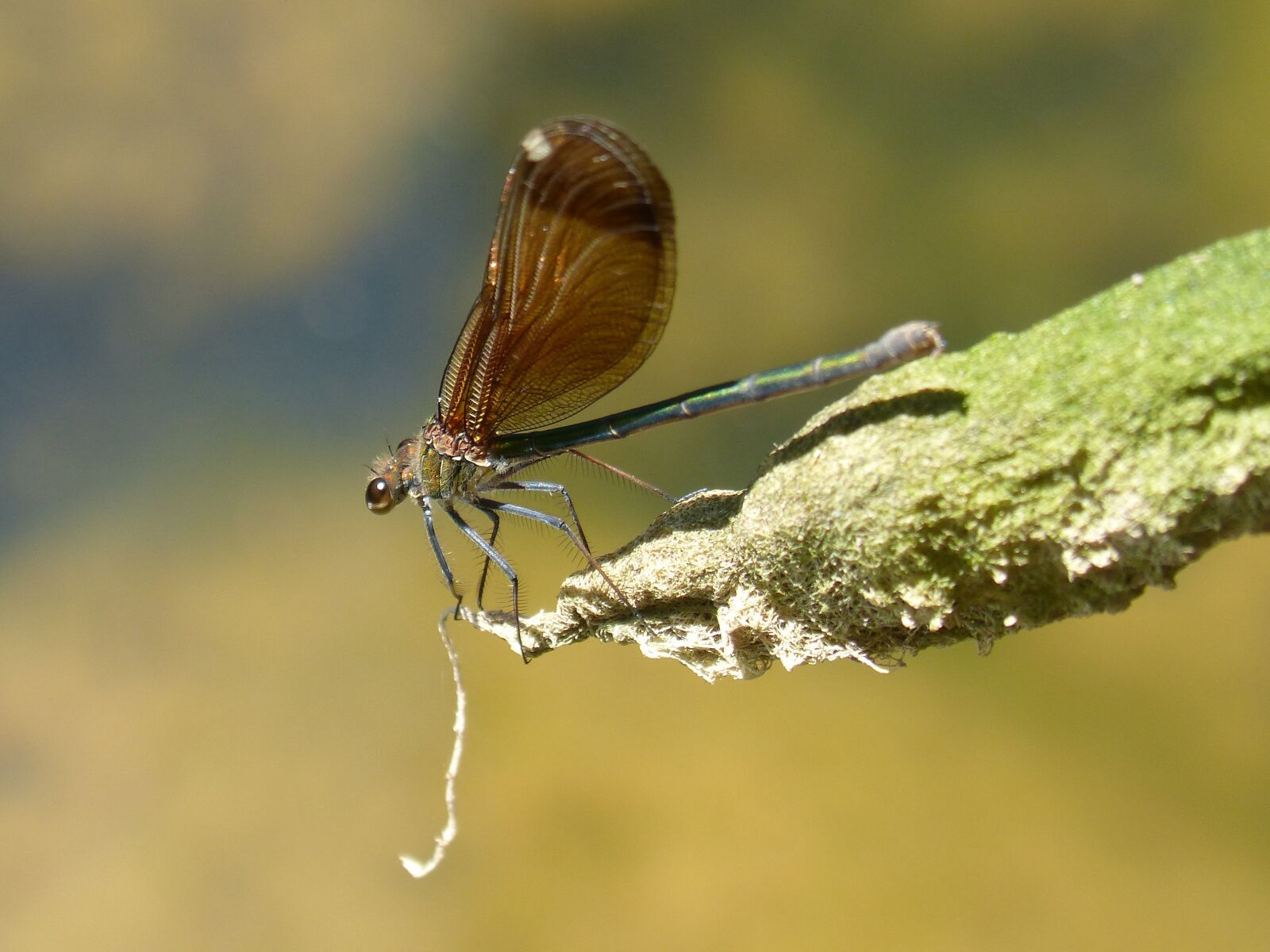 Panasonic DMC-FZ62 sample photo. Dragonfly, damselfly, black dragonfly photography