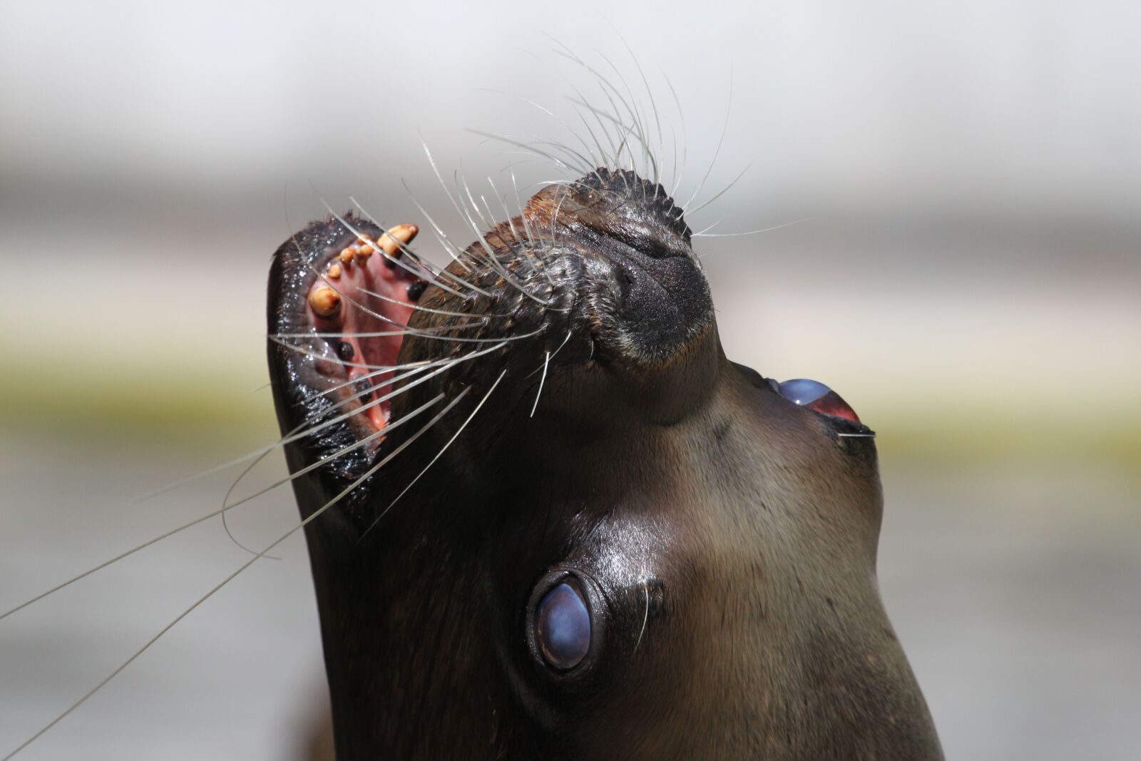 Canon EOS 500D (EOS Rebel T1i / EOS Kiss X3) sample photo. Seal, sea lion, head photography