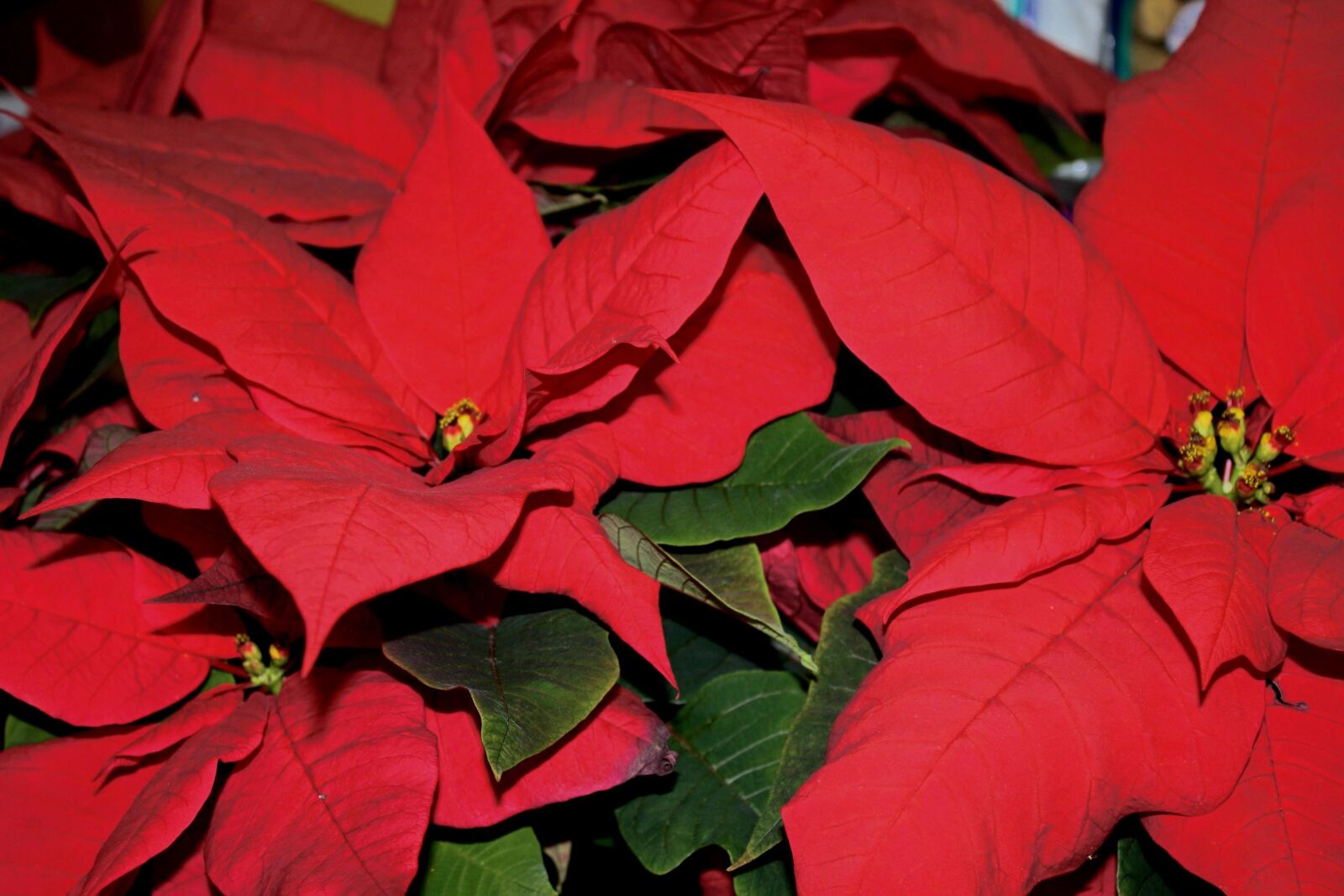 f/3.5-5.6 IS sample photo. Poinsettias, red leaves photography