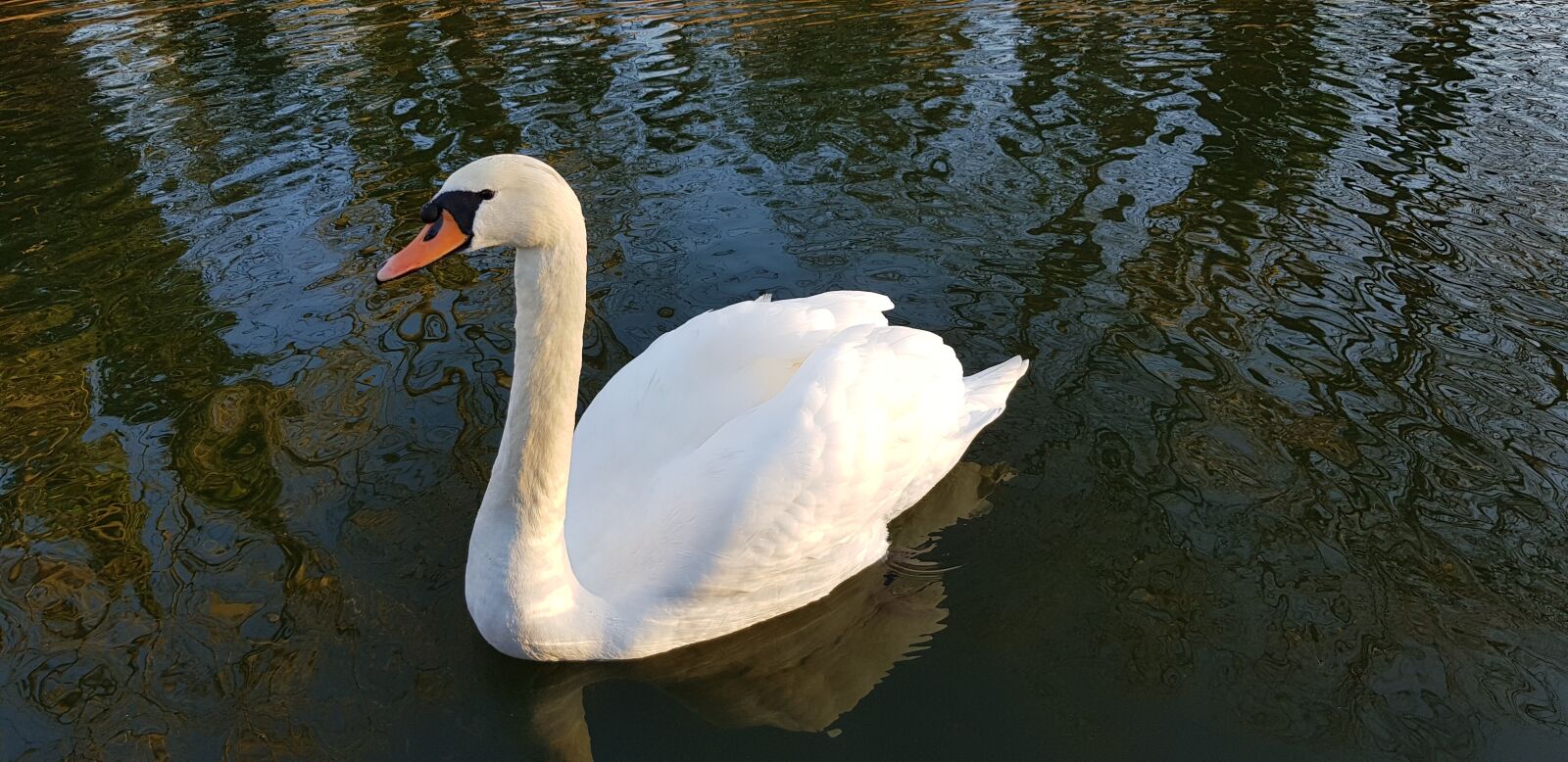 Samsung Galaxy S8 sample photo. Swan, canal, water photography