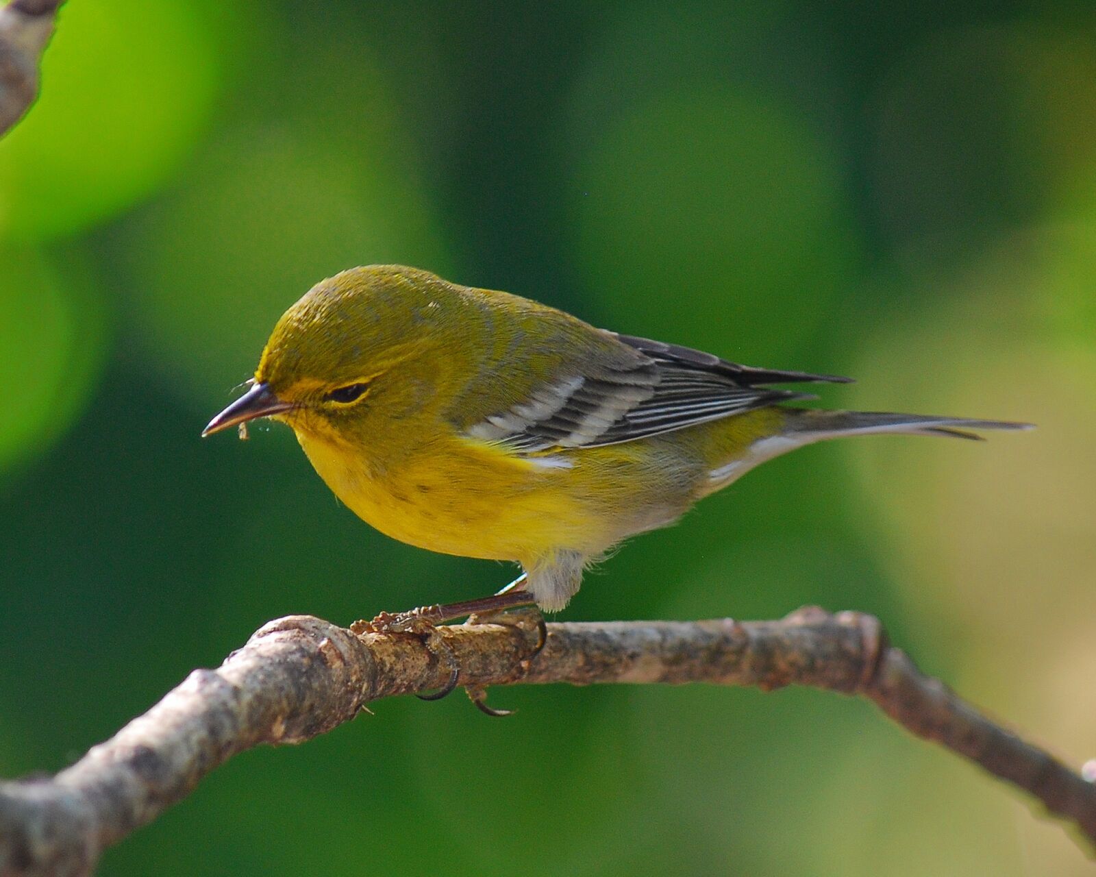 Nikon D80 sample photo. Pine warbler, bird, wildlife photography