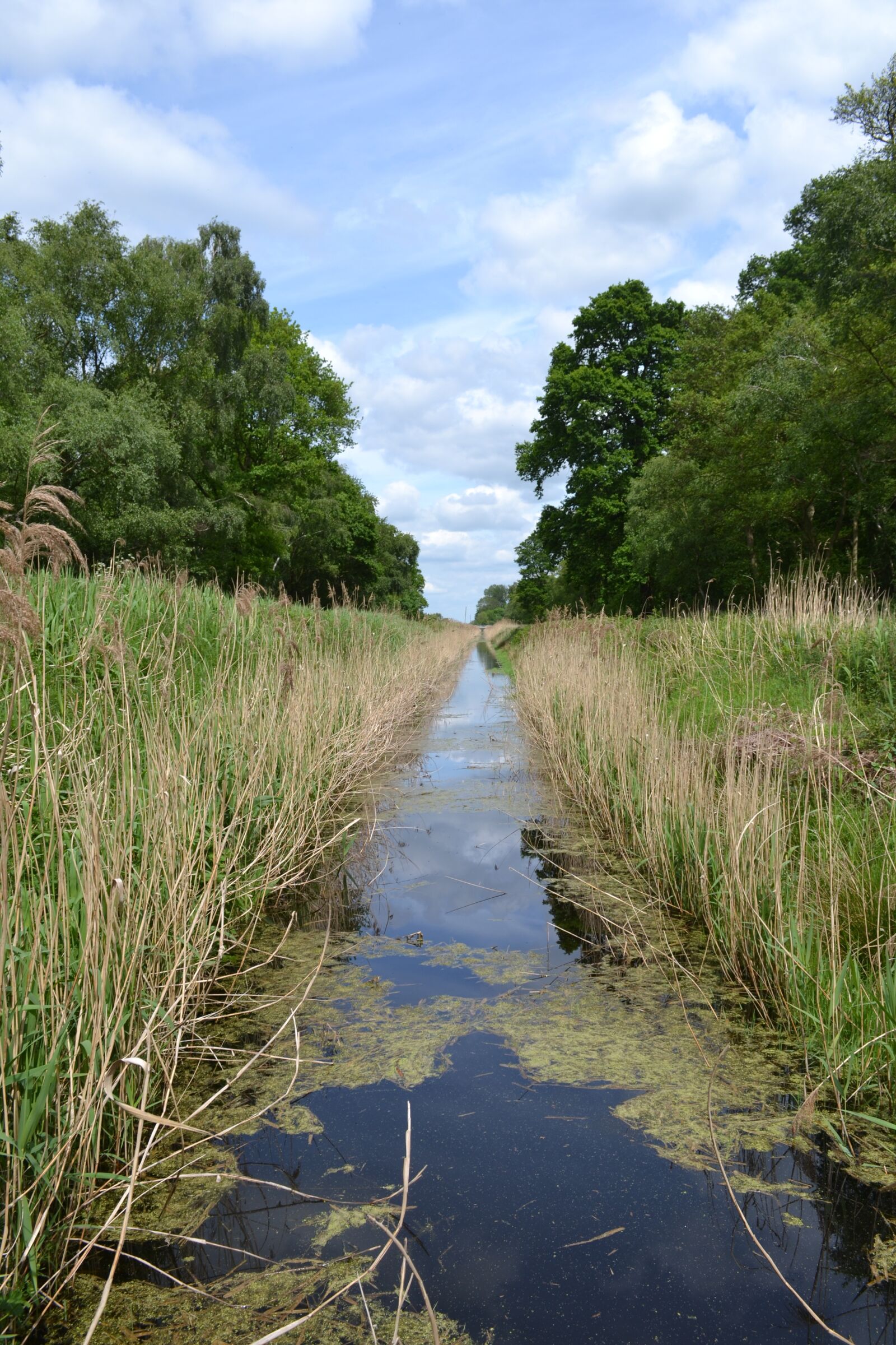 Nikon D3100 sample photo. Holme fen, fen drain photography