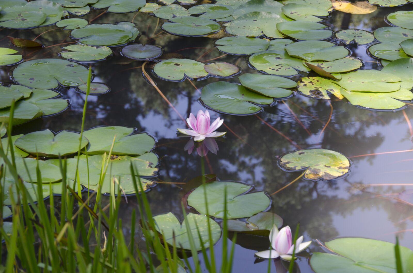 Nikon D7000 sample photo. Water lilies, lotus flower photography