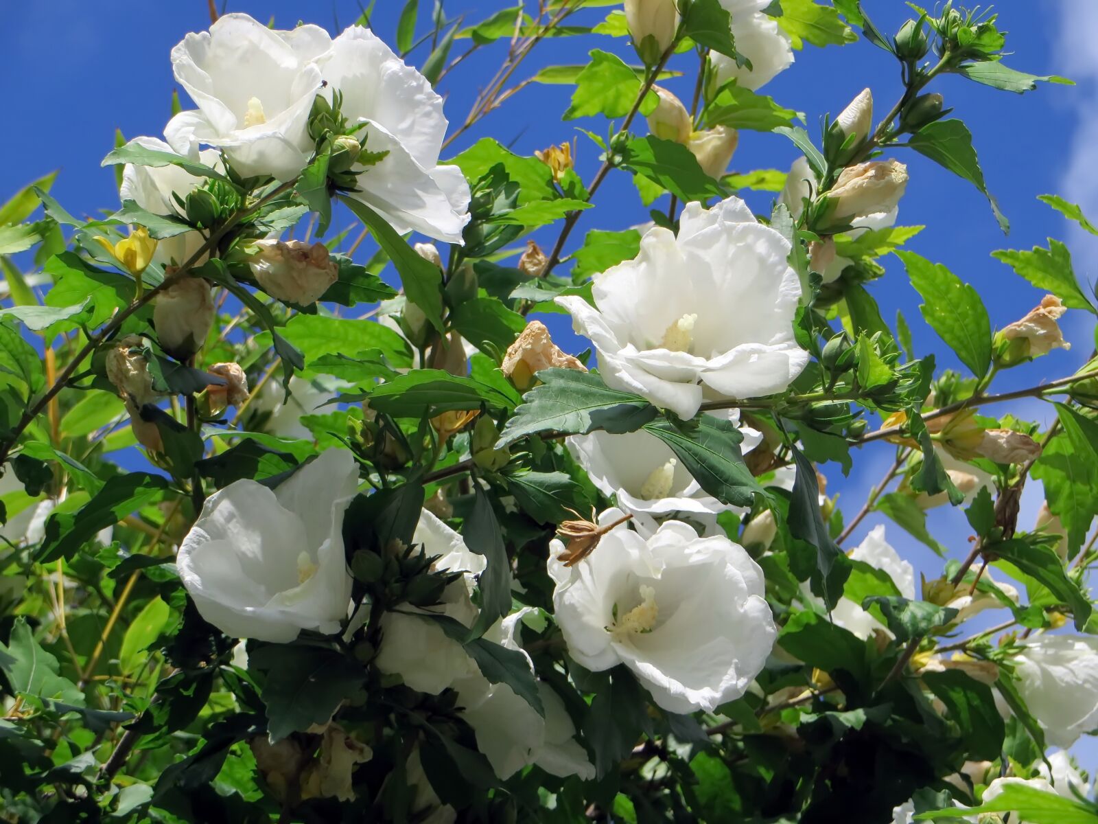 Canon PowerShot SX270 HS sample photo. Hibiscus, mallow, white flower photography