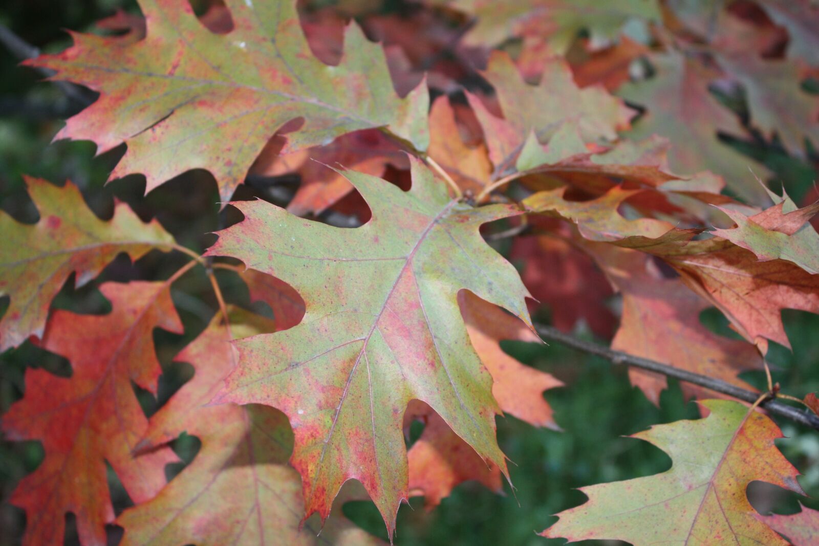 Canon EOS 450D (EOS Rebel XSi / EOS Kiss X2) sample photo. Oak trees, nature, autumn photography