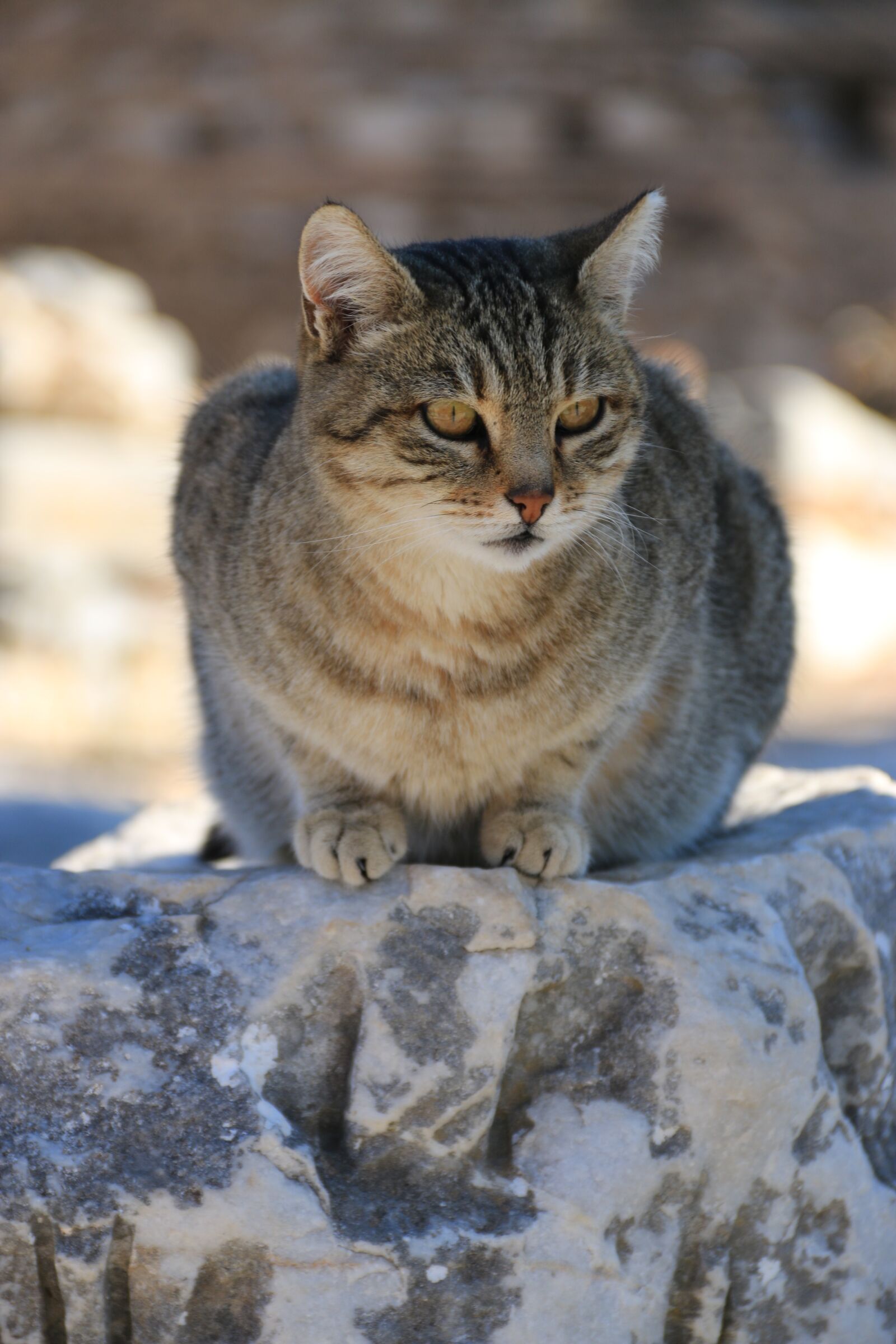 Canon EF-S 18-135mm F3.5-5.6 IS sample photo. Cat, animal, animal portrait photography