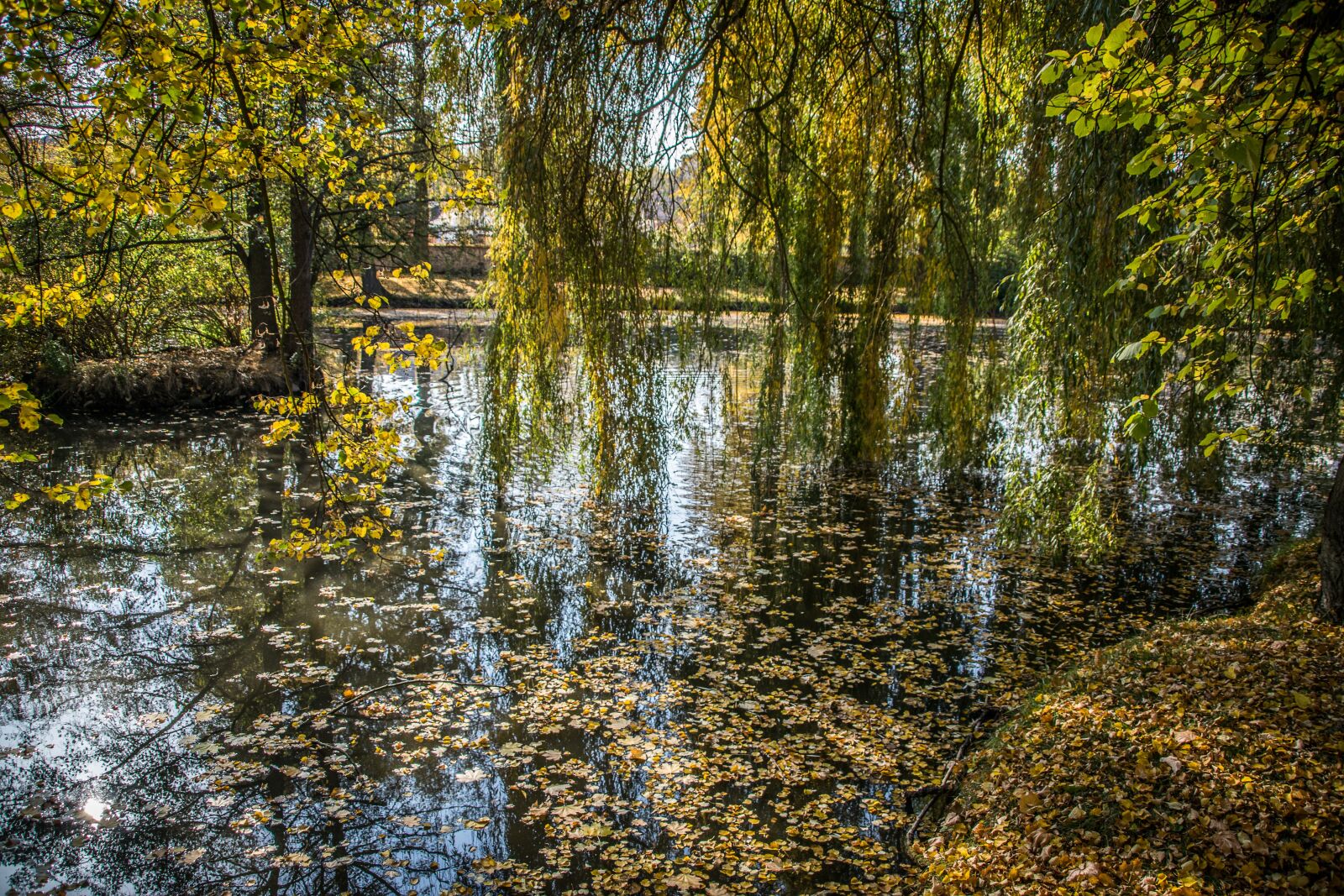 Nikon D5300 sample photo. Autumn, leaves, colorful photography