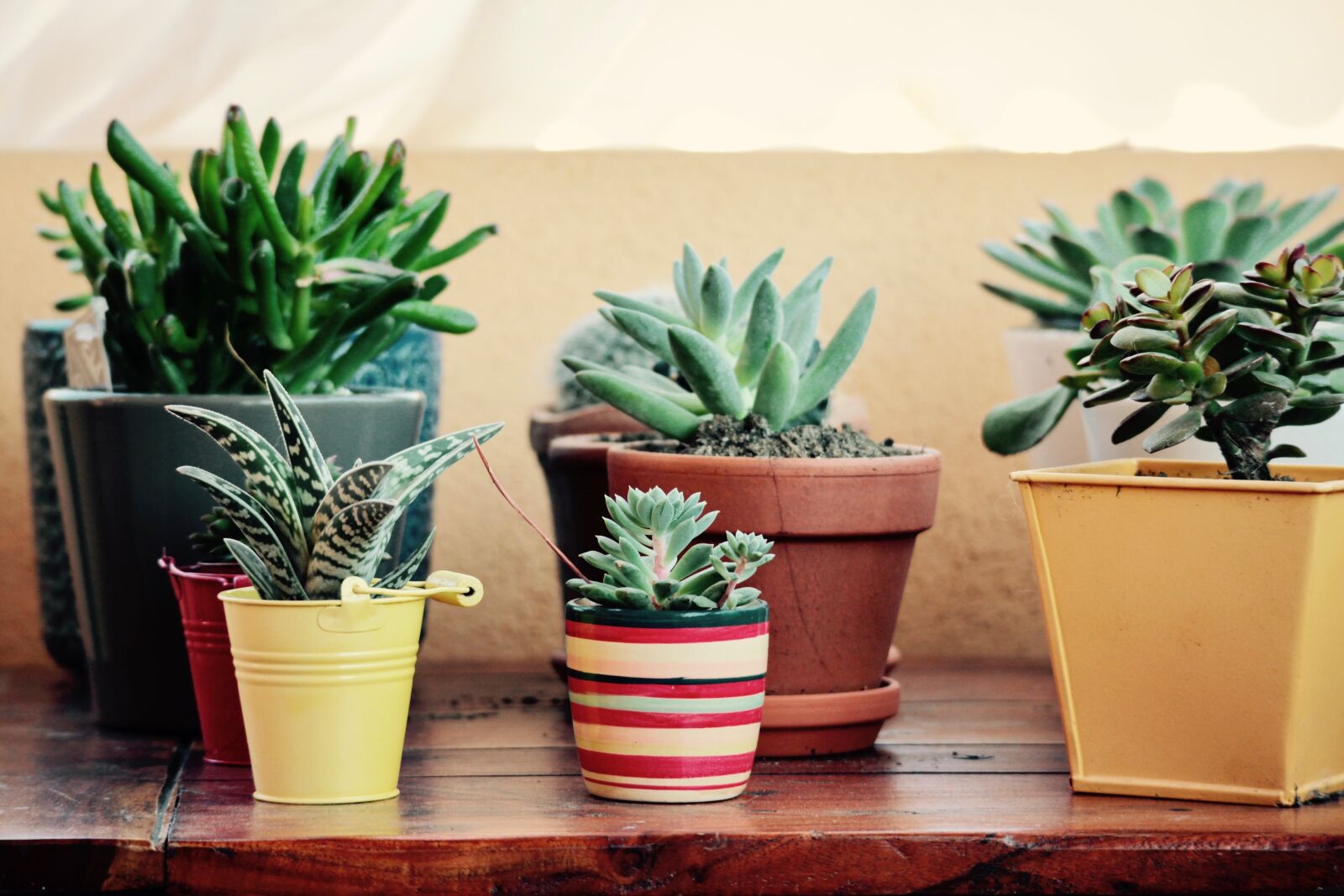 Canon EOS M sample photo. Fat plants, terrace, garden photography