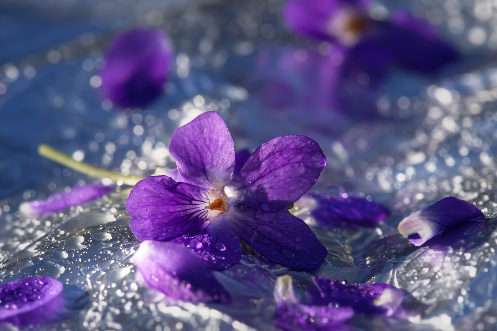 Nikon D7200 sample photo. Pansy, blossom, bloom photography