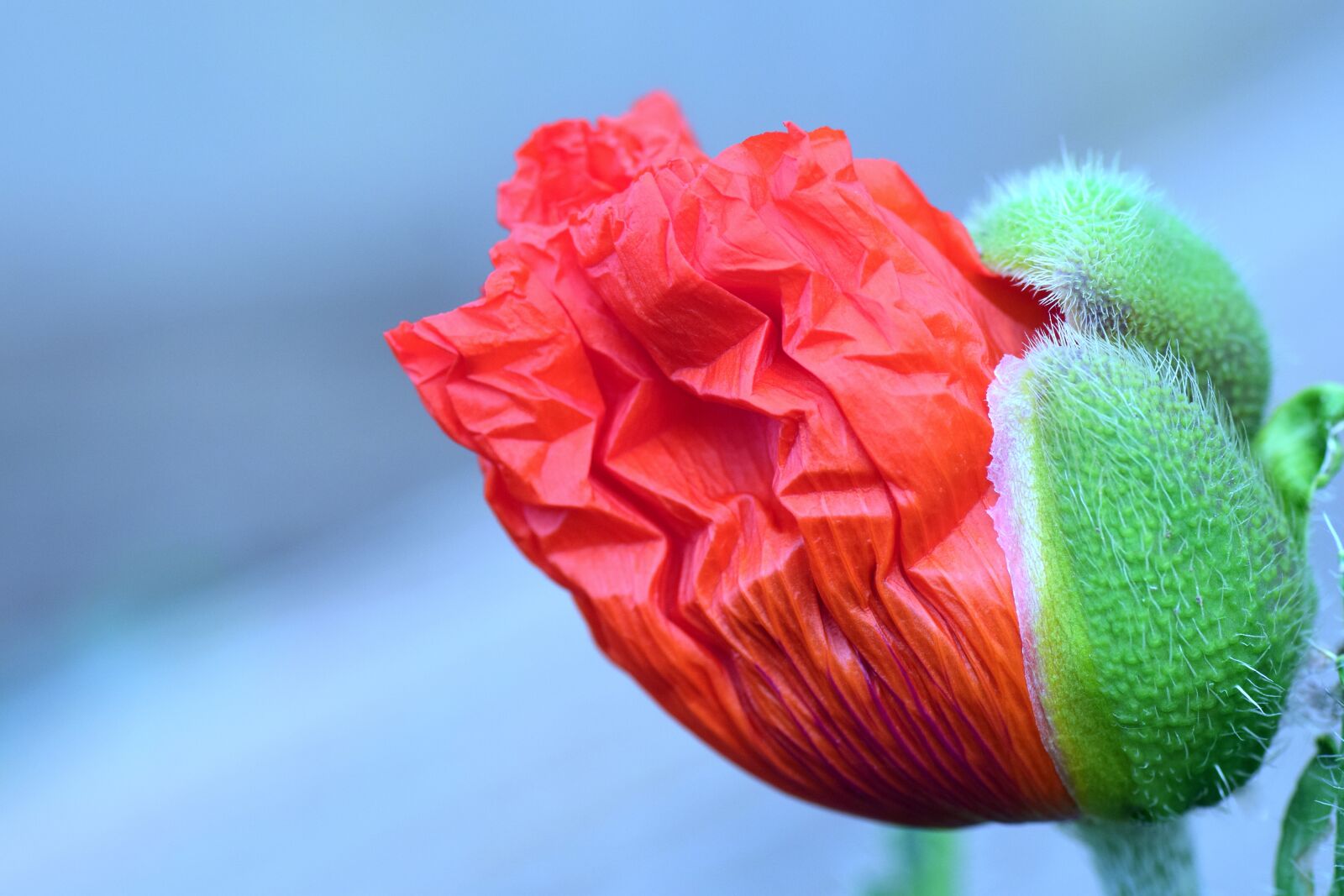 Nikon D3300 sample photo. Poppy, blossom, bloom photography