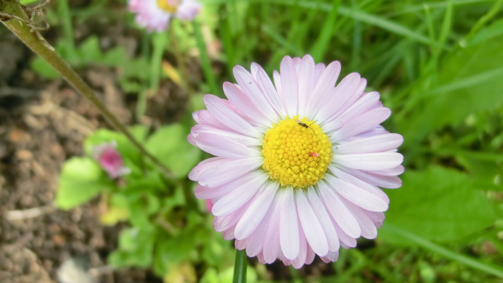 CASIO EX-H30 sample photo. Nature, plant, summer photography