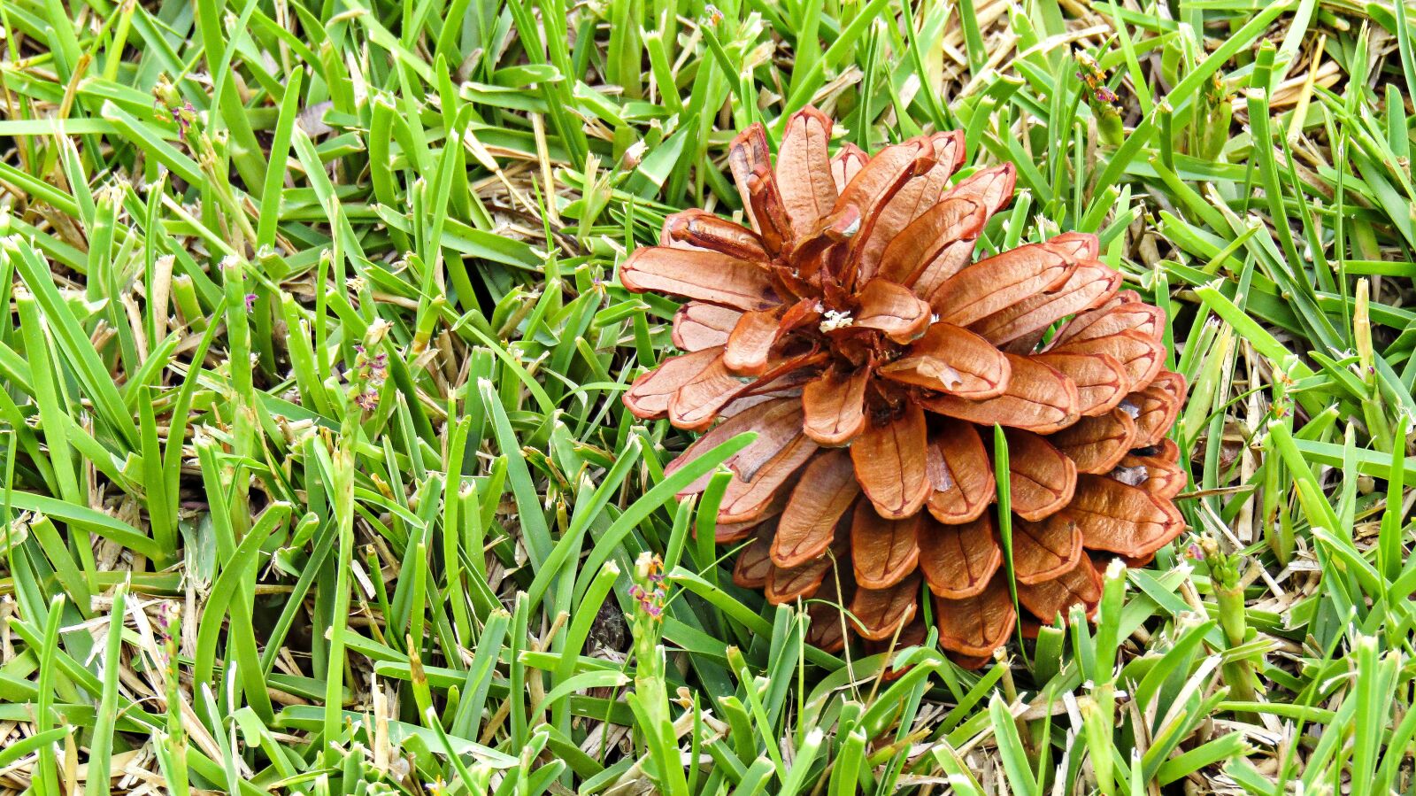 Canon PowerShot SX410 IS sample photo. Cone, pine, flower pine photography