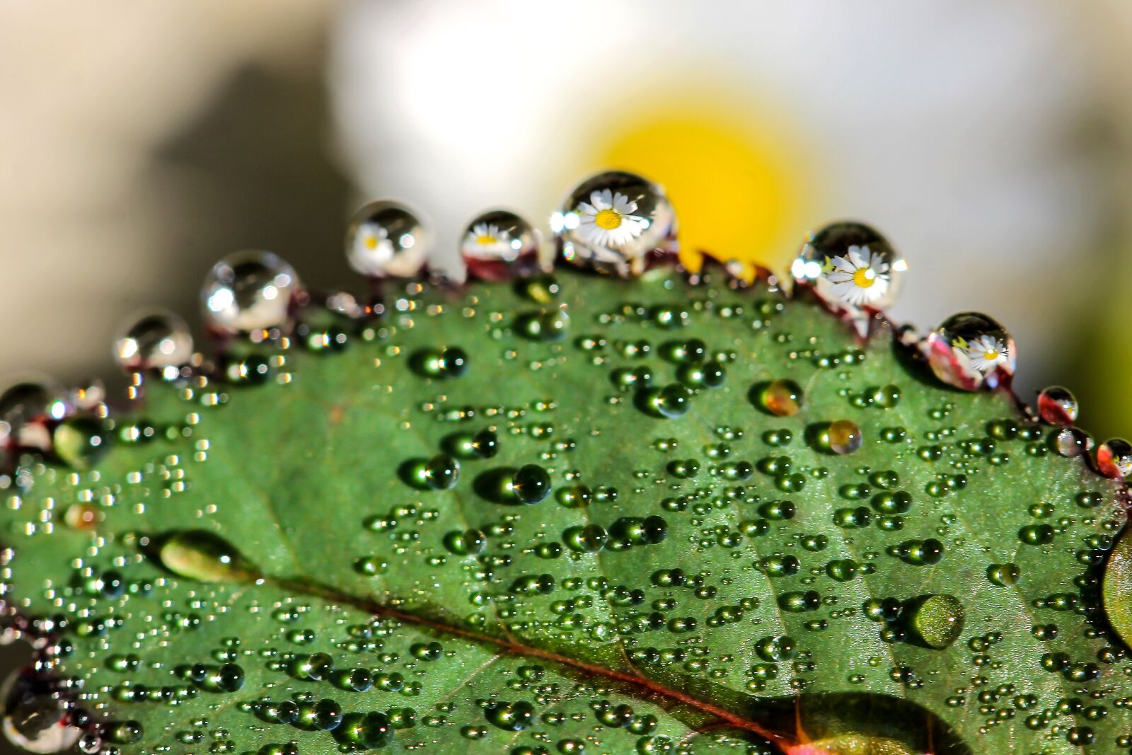 Canon EF-S 60mm F2.8 Macro USM sample photo. Just add water, v photography