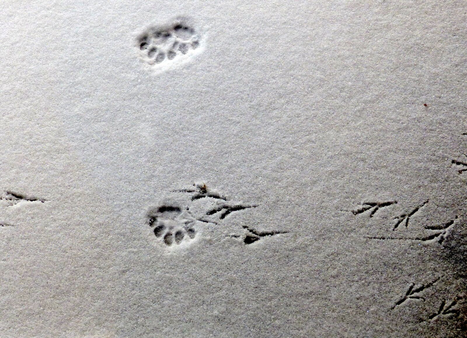 Panasonic Lumix DMC-FZ200 sample photo. Tracks, imprints, snow photography