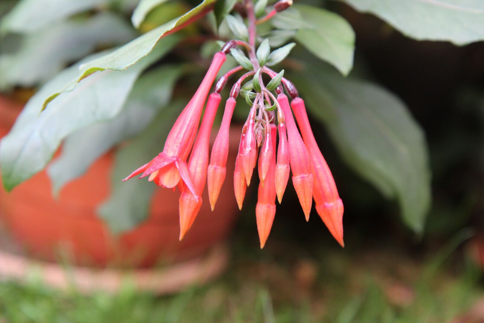 Canon EOS 600D (Rebel EOS T3i / EOS Kiss X5) sample photo. Fushia red, fushia, flowering photography