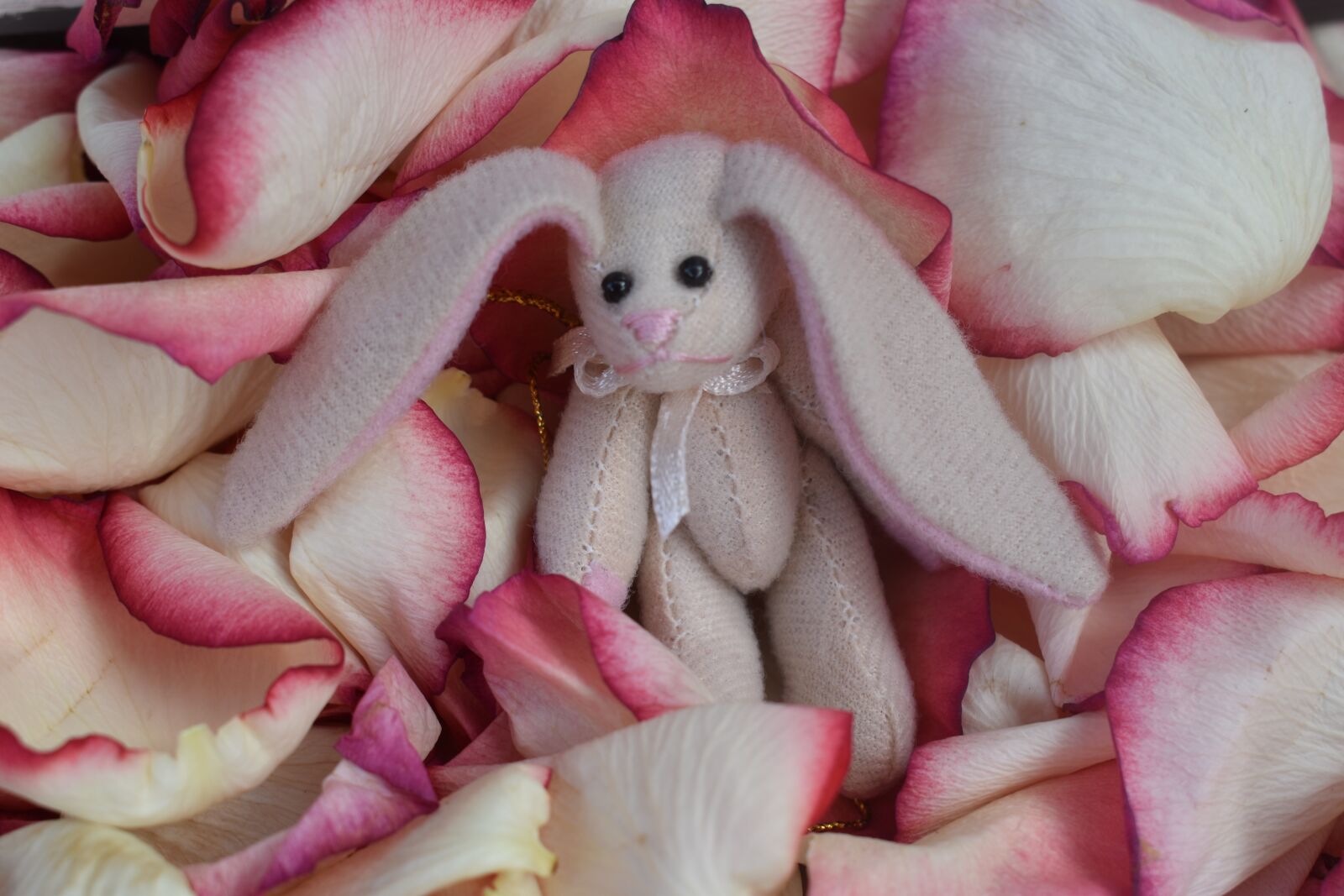Nikon D3500 sample photo. Bunny, cute, easter photography