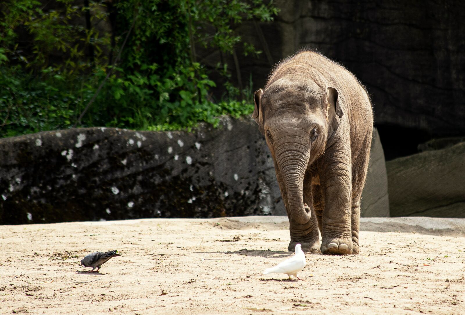 Canon EF 70-300mm F4-5.6 IS USM sample photo. Elephant, mammal, animal photography