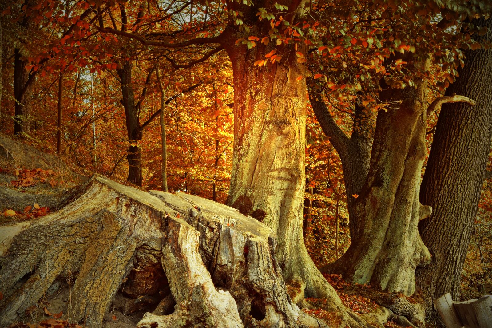 Nikon D5600 sample photo. Tree stump, tree trunks photography