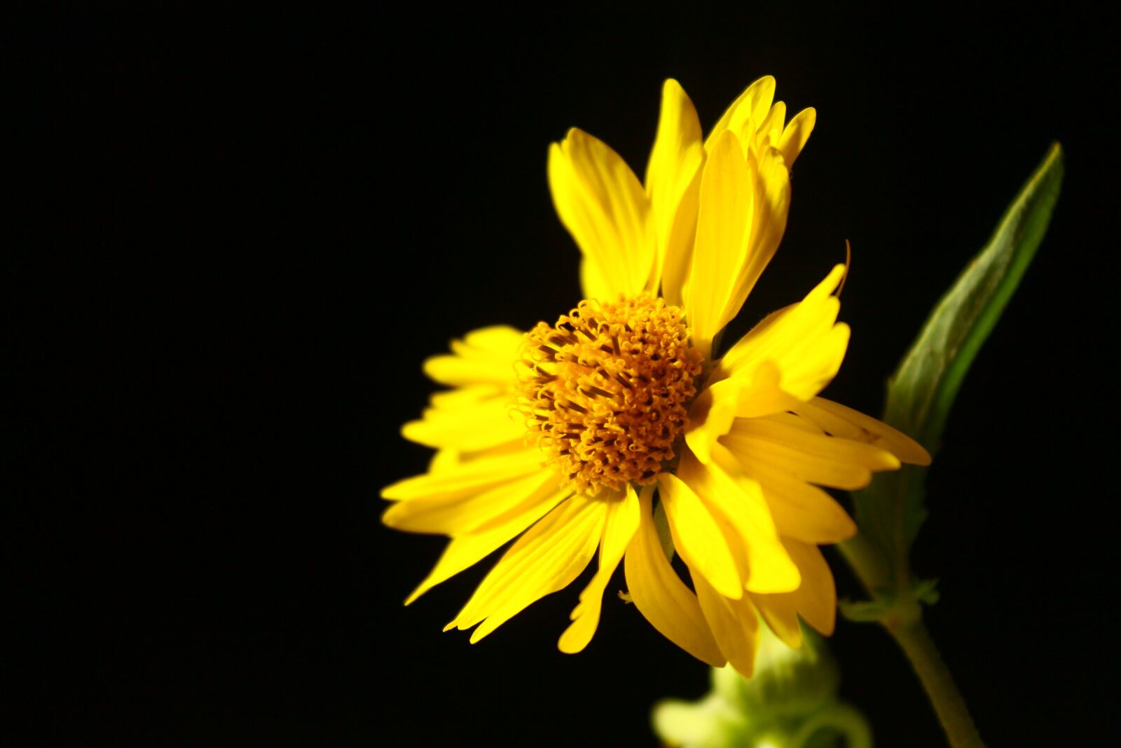 Canon EOS 1100D (EOS Rebel T3 / EOS Kiss X50) sample photo. Yellow rose, flower, nature photography