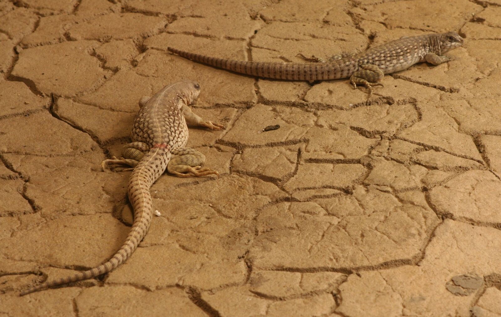 Canon EOS 350D (EOS Digital Rebel XT / EOS Kiss Digital N) sample photo. Desert iguanas, looking, reptiles photography