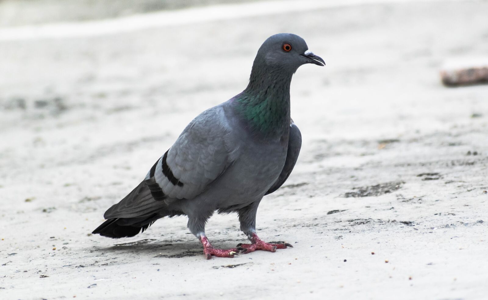 Nikon D3300 sample photo. Pigeon, bird, animal photography