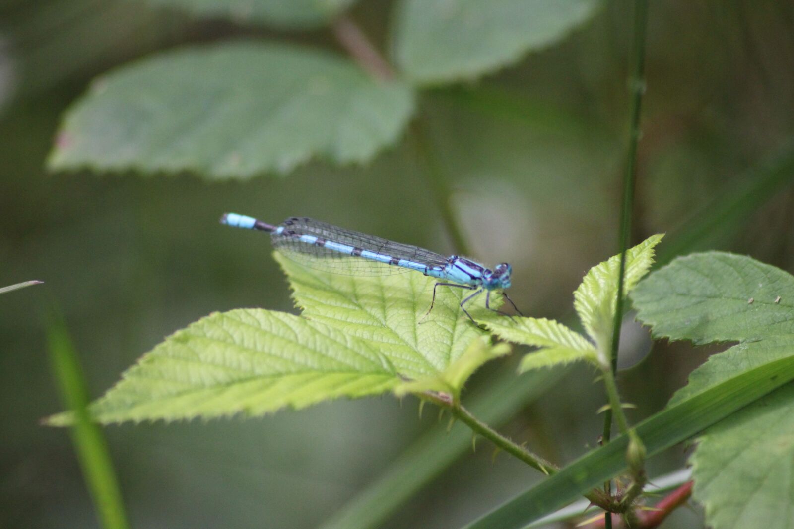 Canon EOS 500D (EOS Rebel T1i / EOS Kiss X3) sample photo. Insect, dragonfly, wand dragonfly photography